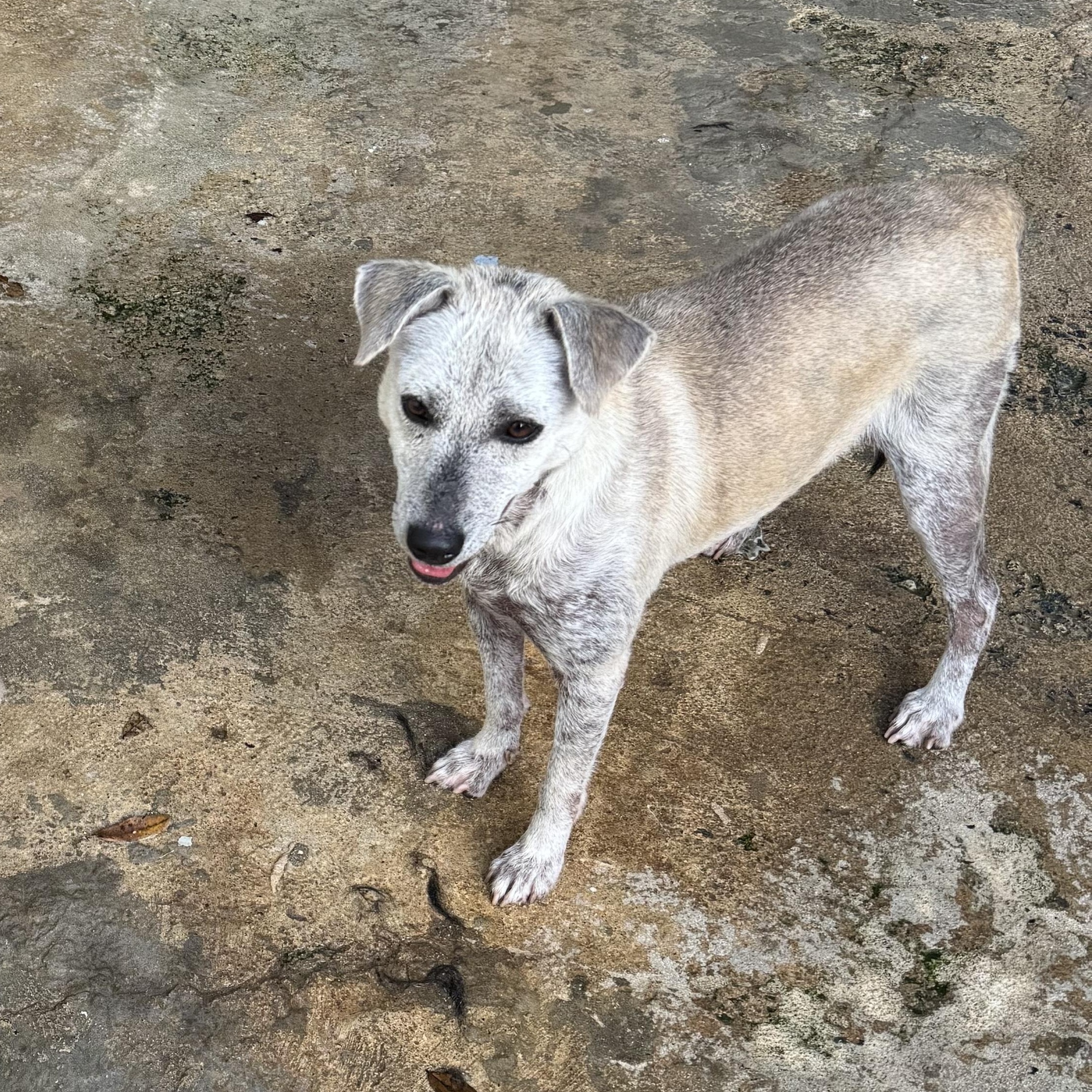 Enlarge Mona, a ADOPTABLE mixed breed in San Juan, PR image 2/2