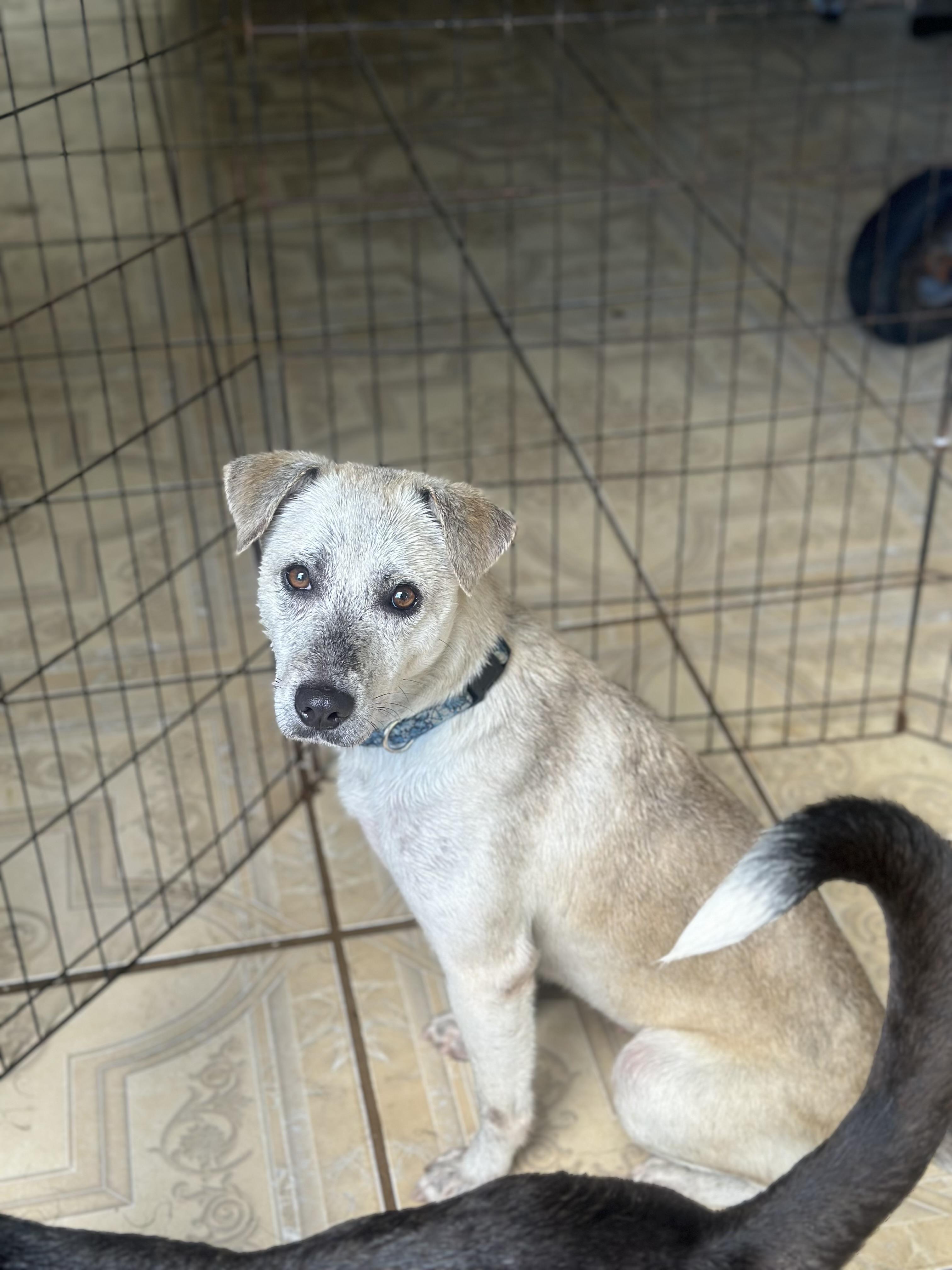 Mona, a ADOPTABLE mixed breed in San Juan, PR image 1/2