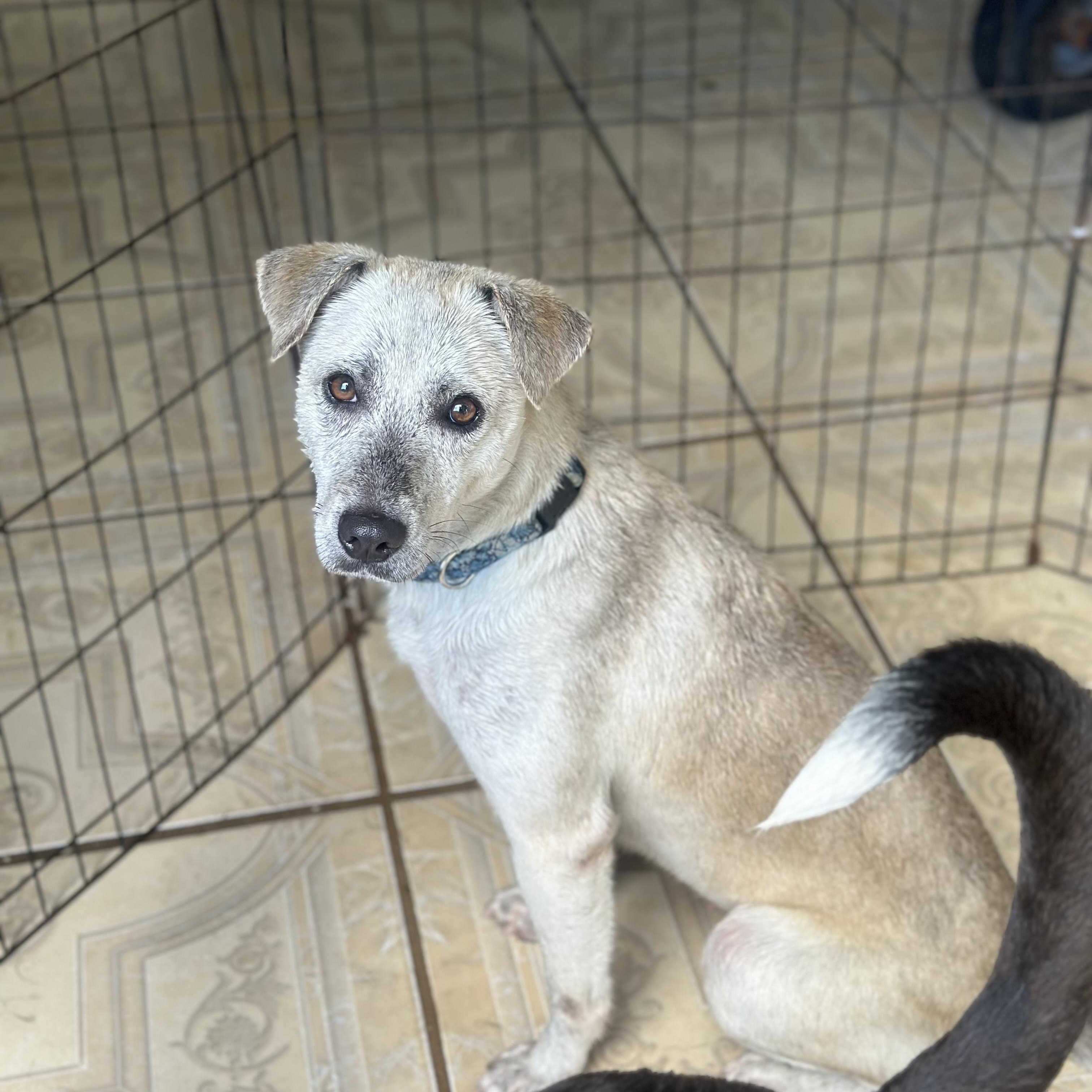 Mona, a ADOPTABLE mixed breed in San Juan, PR image 3/3