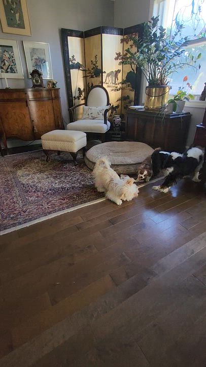 Enlarge Scrabble, a Adoptable Mixed Breed in Scarborough, ON video 5/5
