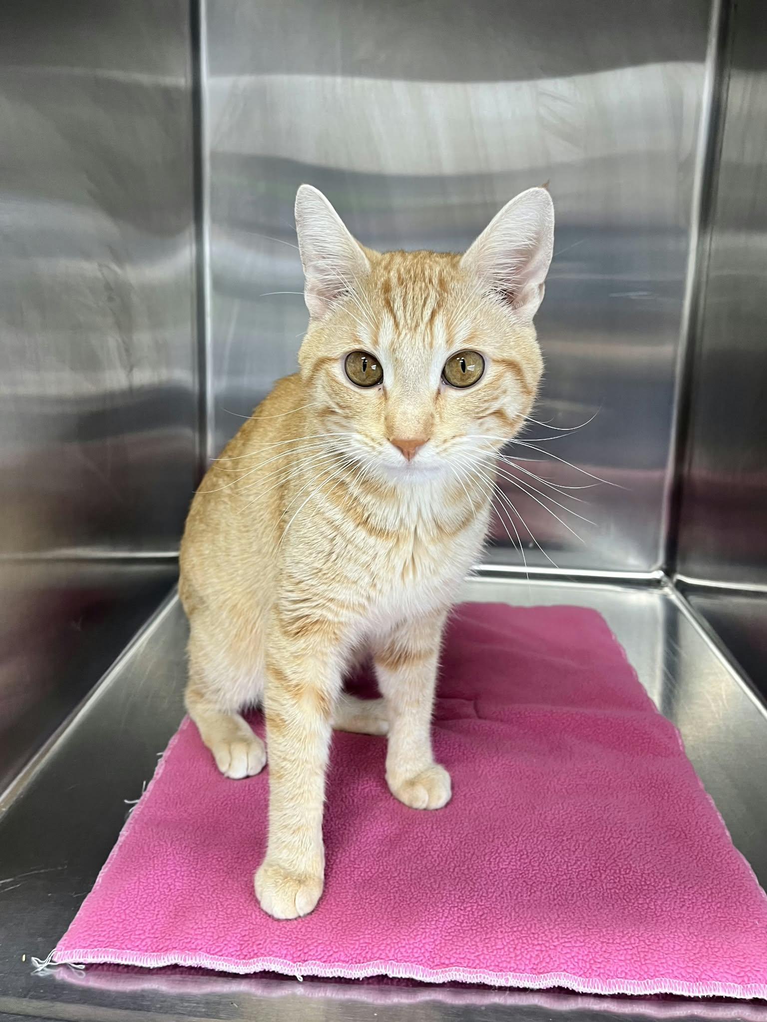 Hawkeye, Adoptable, Adult Male Domestic Short Hair.