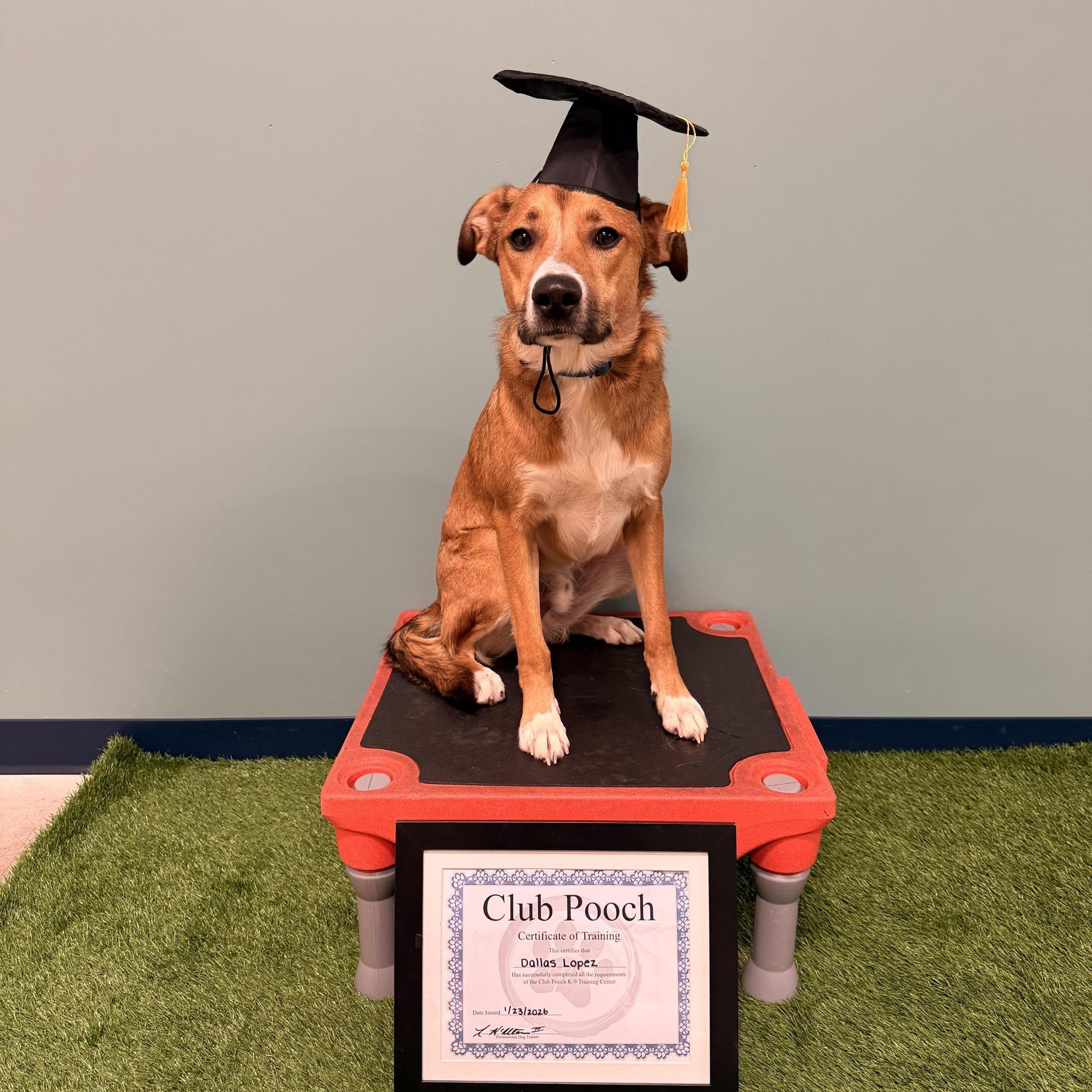 Enlarge Dallas , a ADOPTABLE mixed breed in Columbia, MD image 4/4