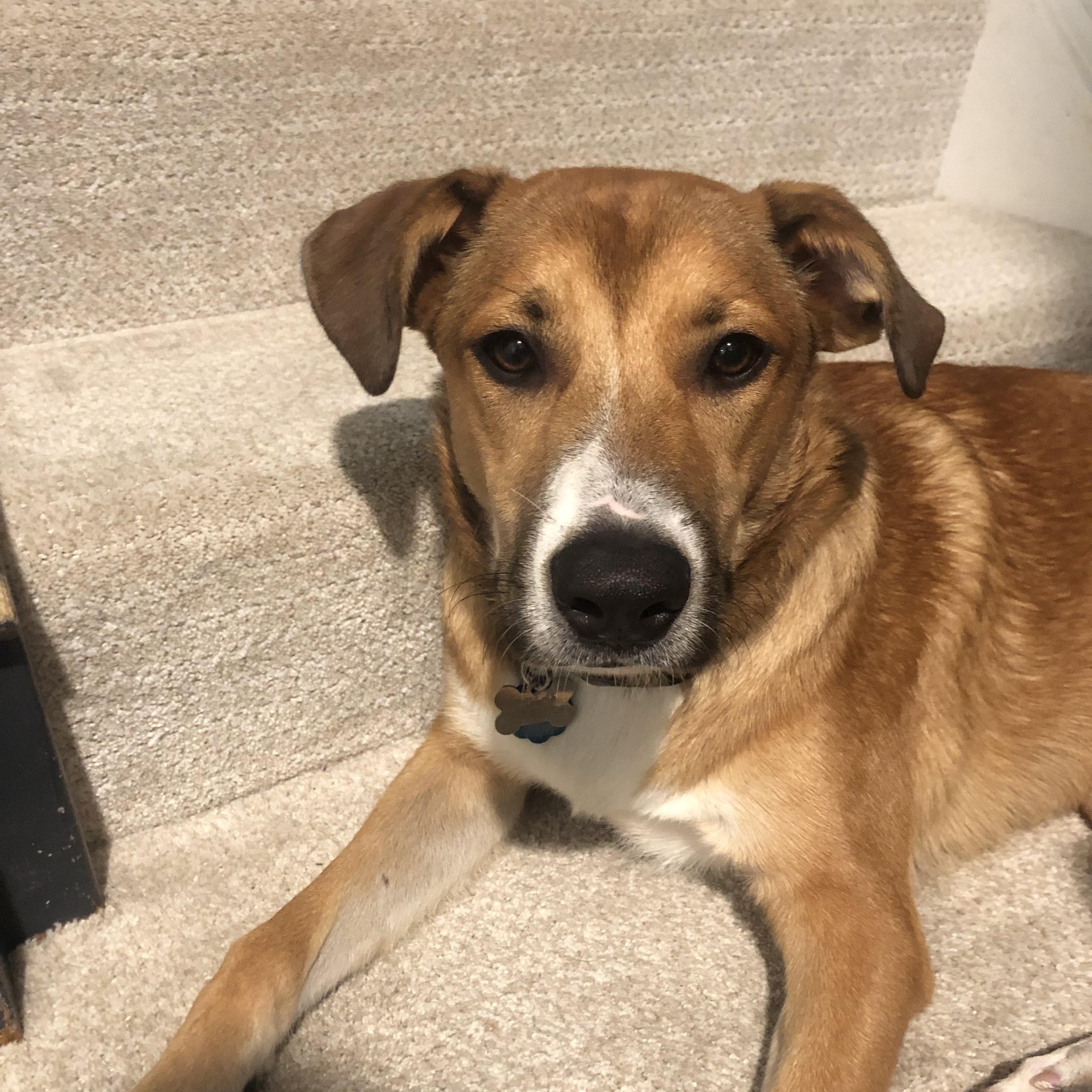 Enlarge Dallas , a ADOPTABLE mixed breed in Columbia, MD image 1/4