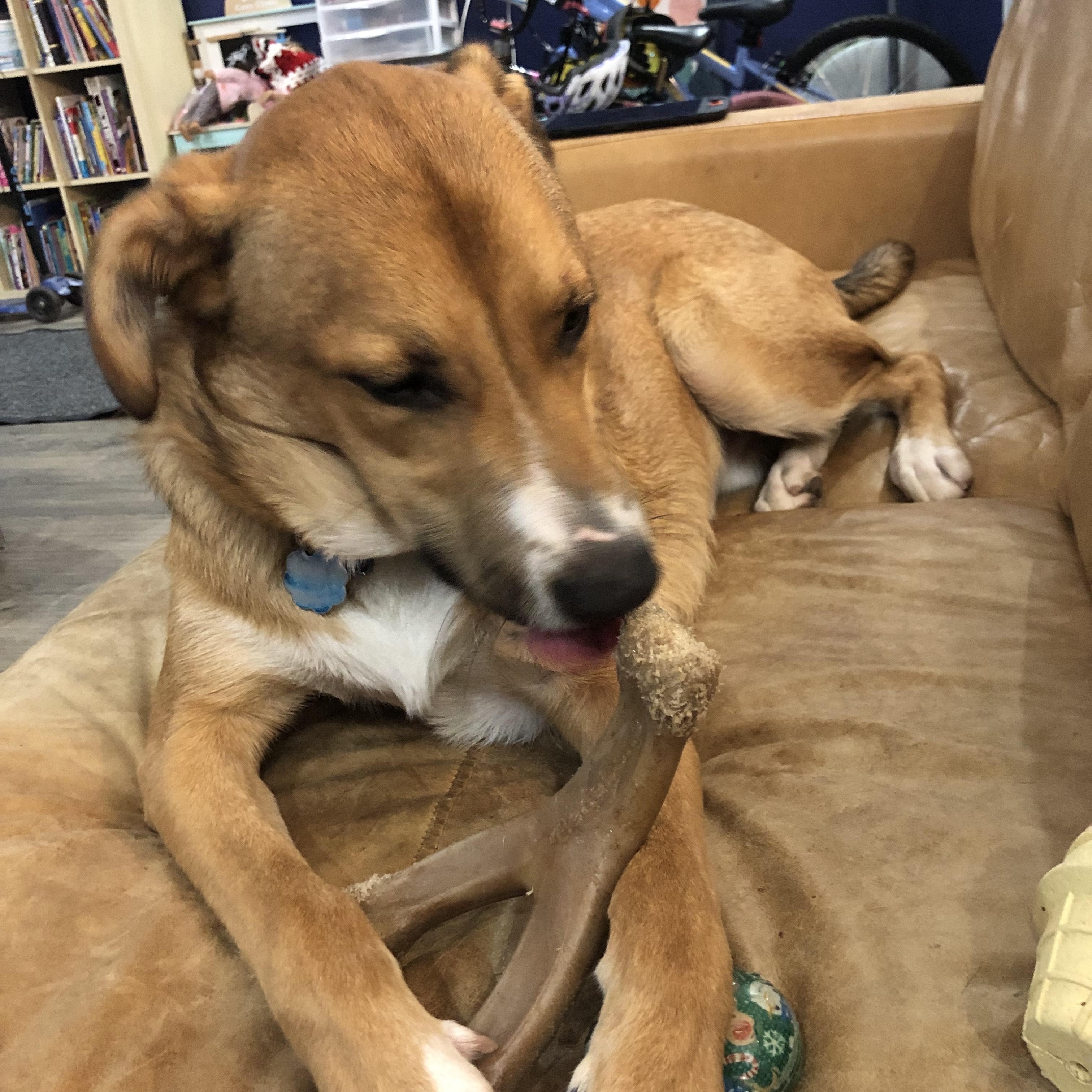 Enlarge Dallas , a ADOPTABLE mixed breed in Columbia, MD image 3/4