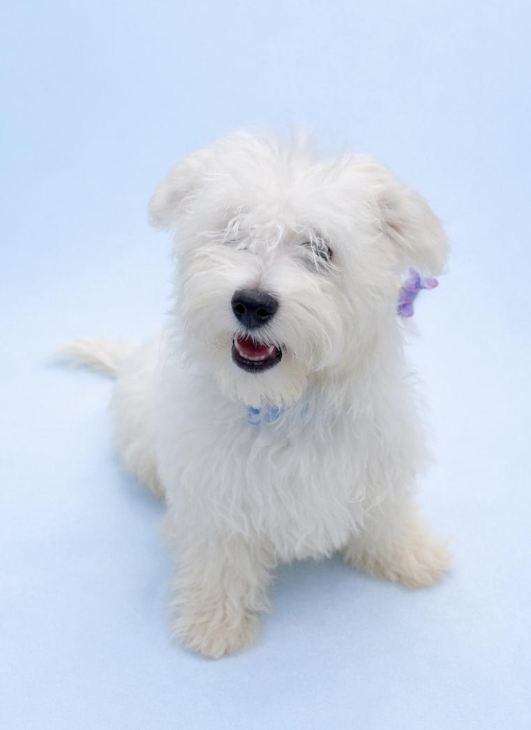 Kosmo #0067, ADOPTABLE, Puppy Male Bichon Frise.
