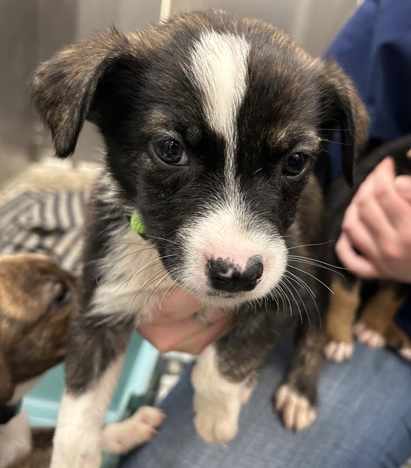 Donner (green), Adoptable, Puppy Male Mixed Breed.