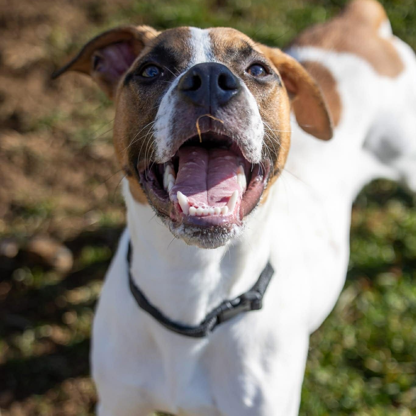Enlarge Howdy, a Adoptable mixed breed in Durham, CT image 2/6