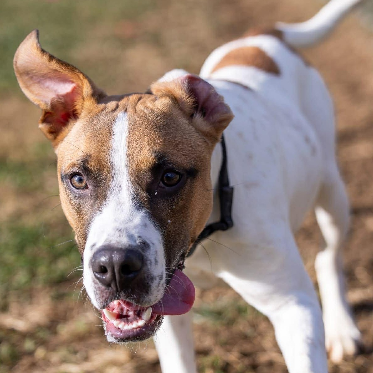 Enlarge Howdy, a Adoptable mixed breed in Durham, CT image 1/6