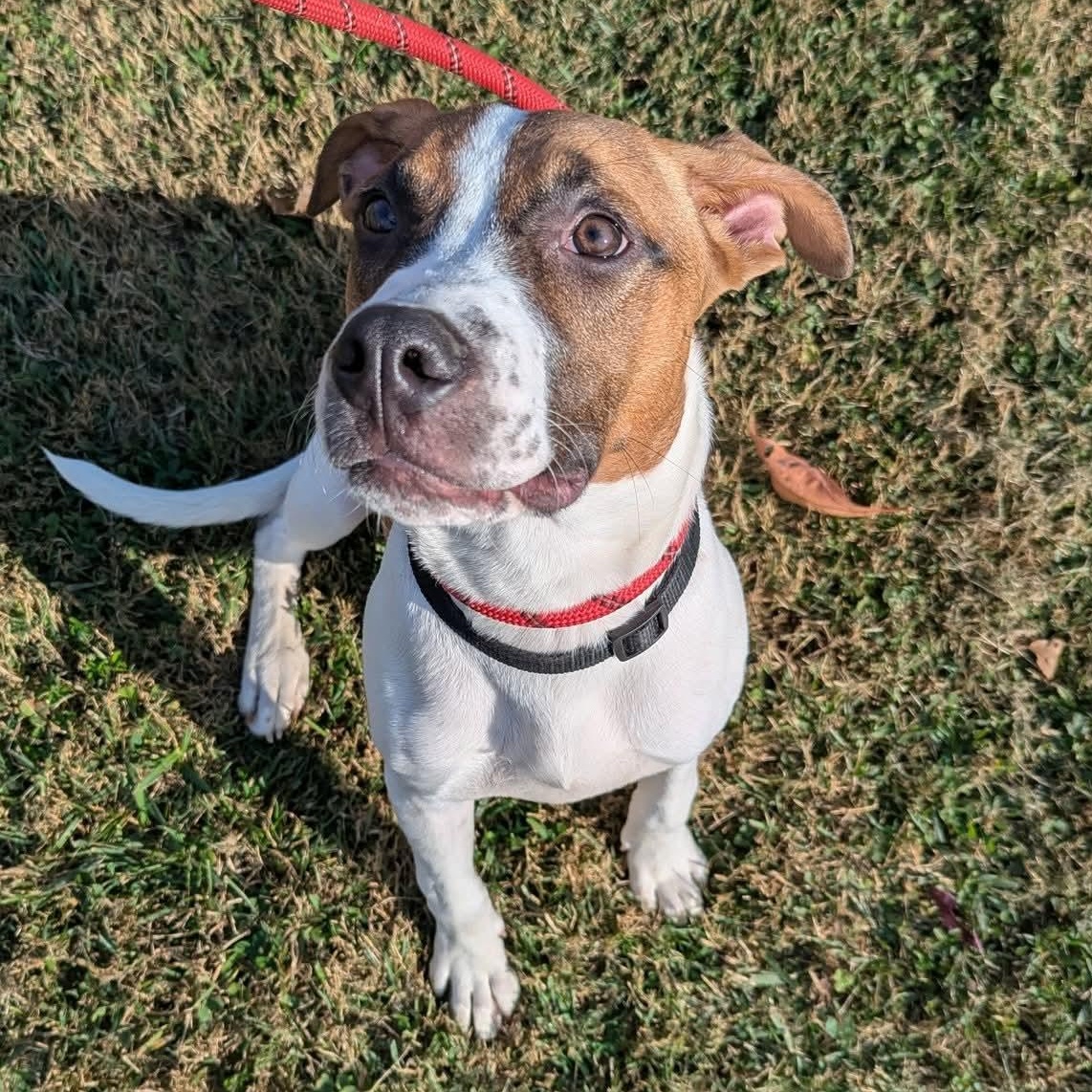 Enlarge Howdy, a Adoptable mixed breed in Durham, CT image 6/6