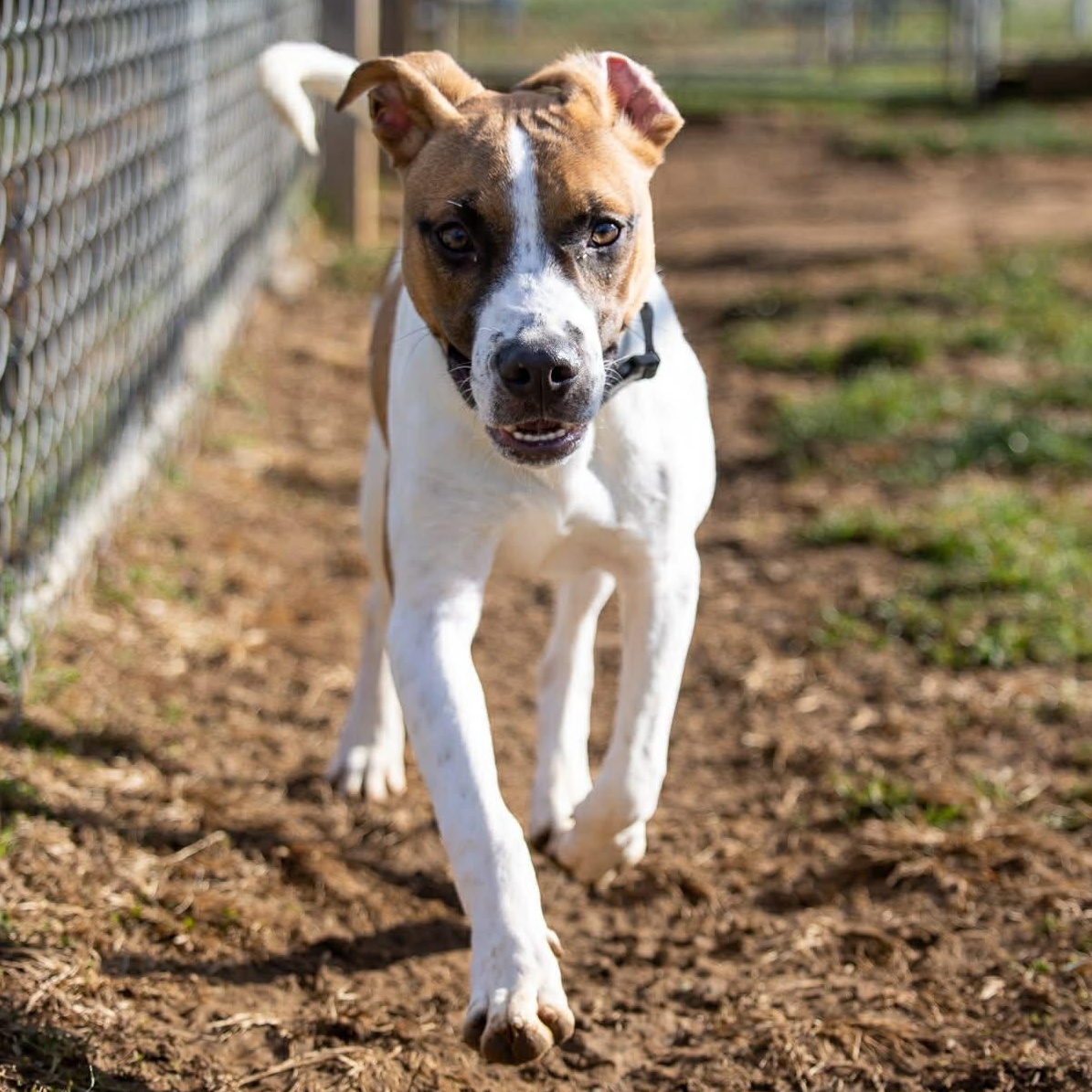 Enlarge Howdy, a Adoptable mixed breed in Durham, CT image 3/6