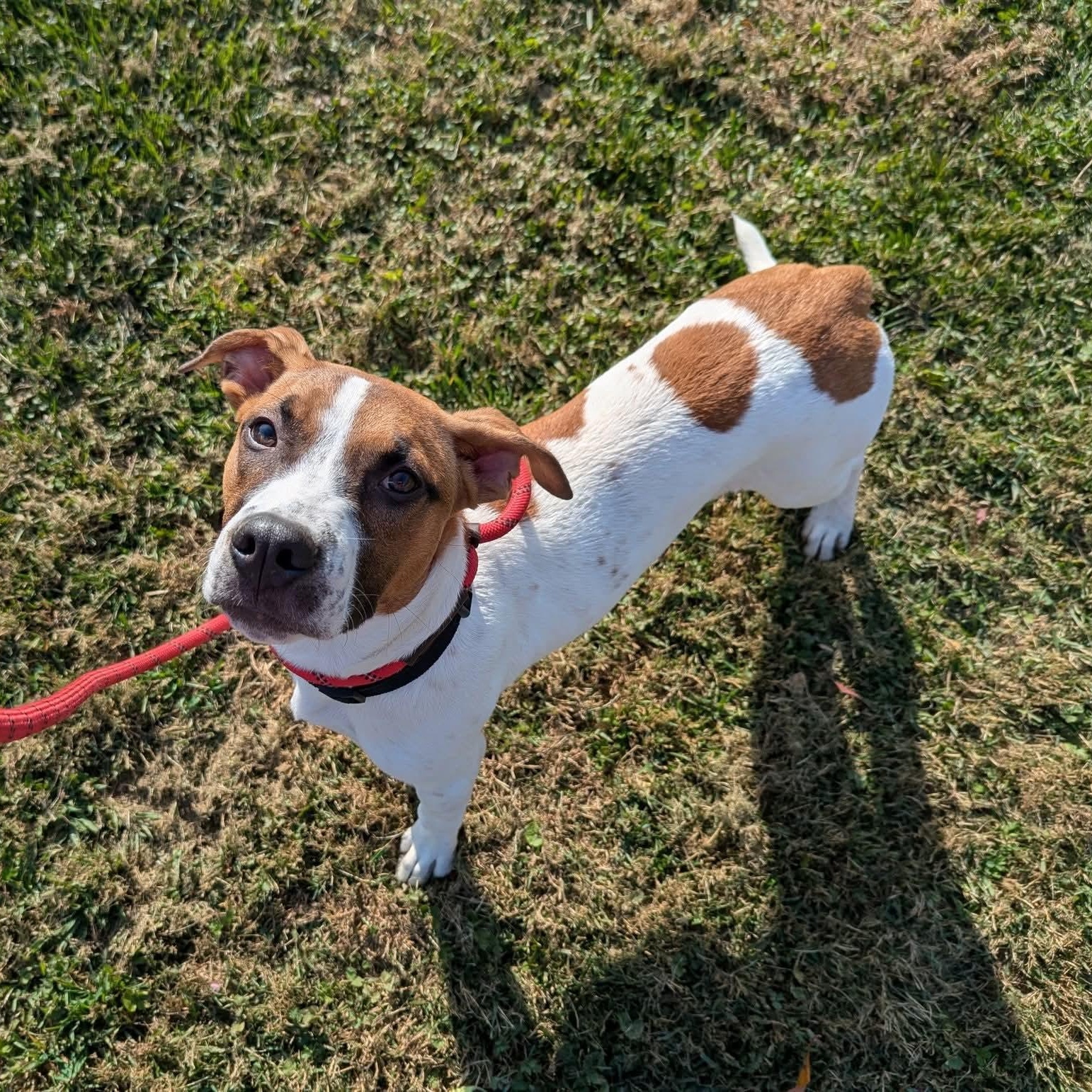 Enlarge Howdy, a Adoptable mixed breed in Durham, CT image 5/6