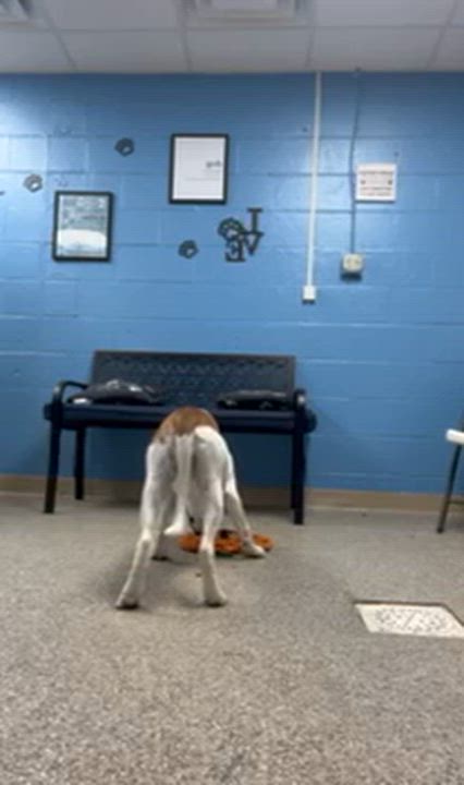 Enlarge Howdy, a Adoptable mixed breed in Durham, CT video 4/6