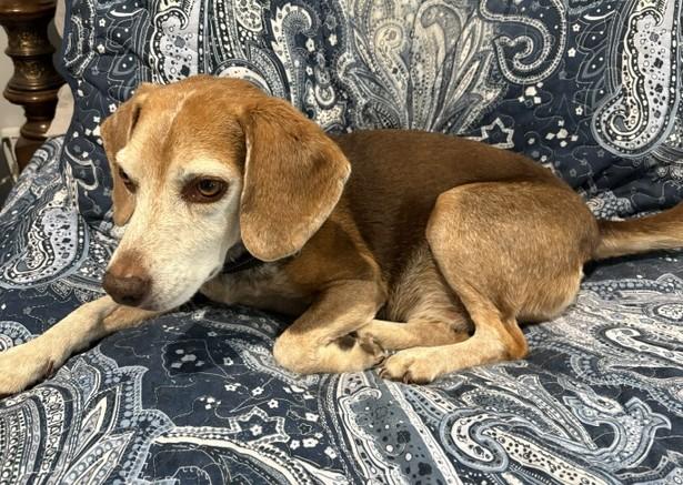 Wyatt, Adoptable, Senior Male Beagle.