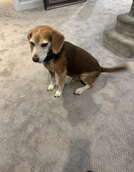 Enlarge Wyatt, a Adoptable Beagle in Tomball, TX image 3/6