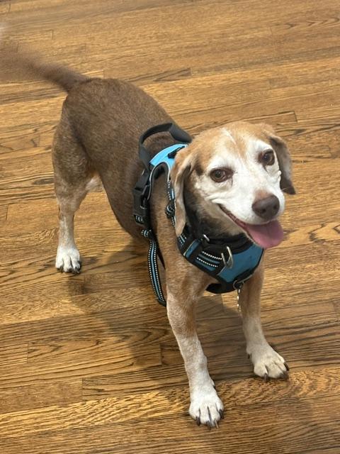 Enlarge Wyatt, a Adoptable Beagle in Tomball, TX image 2/6