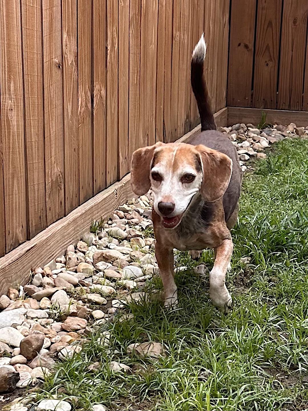 Enlarge Wyatt, a Adoptable Beagle in Tomball, TX image 6/6