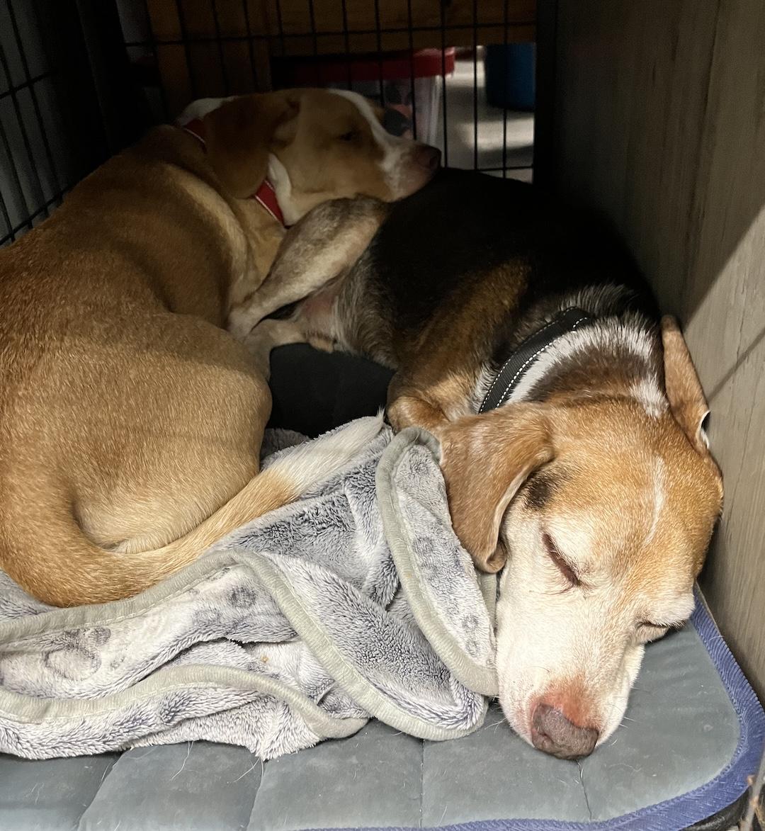 Enlarge Wyatt, a Adoptable Beagle in Tomball, TX image 5/6