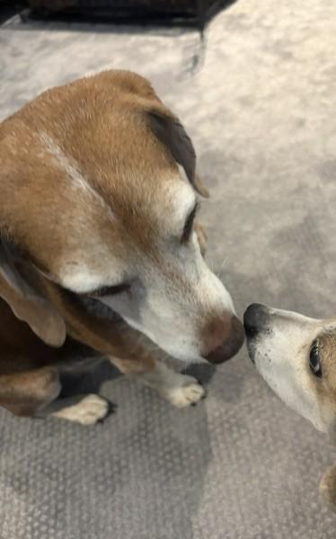 Enlarge Wyatt, a Adoptable Beagle in Tomball, TX image 4/6