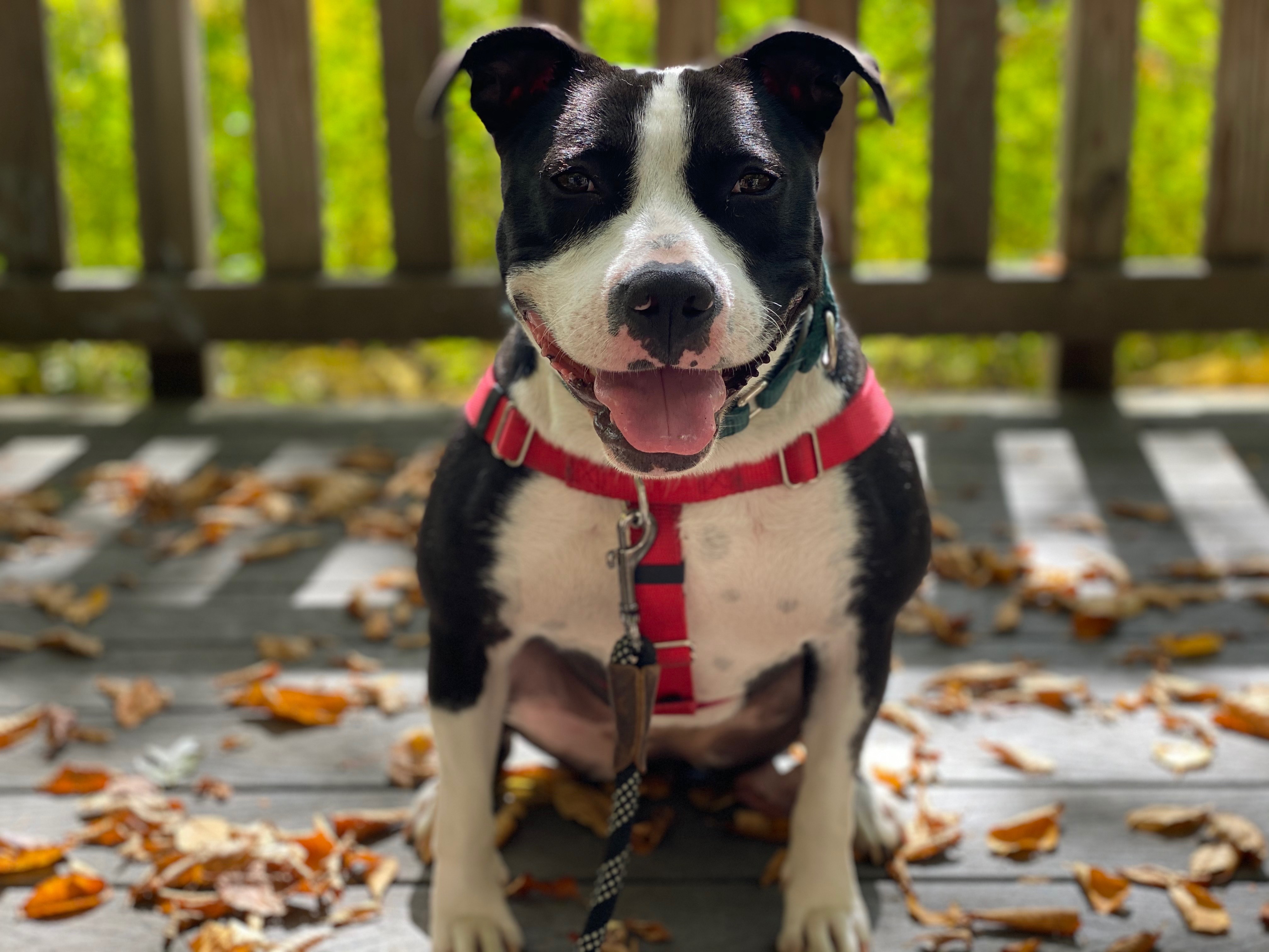 Missy, a Adoptable Pit Bull Terrier in Manchester, CT image 1/10