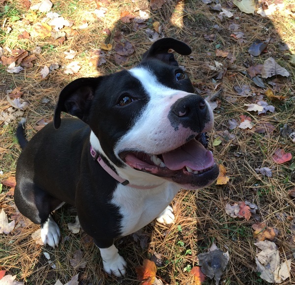 Missy, a Adoptable Pit Bull Terrier in Manchester, CT image 2/10