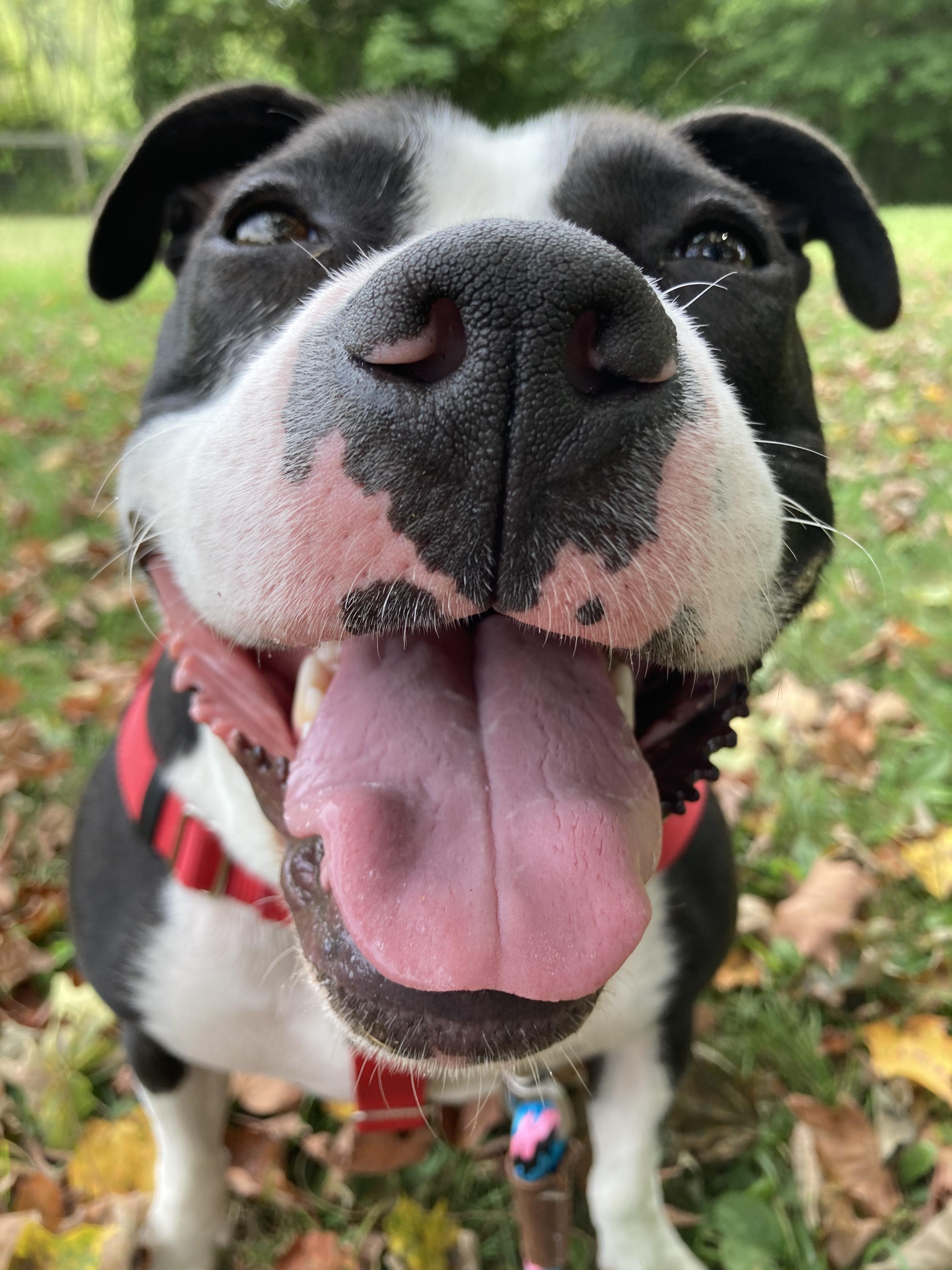 Missy, a Adoptable Pit Bull Terrier in Manchester, CT image 3/10