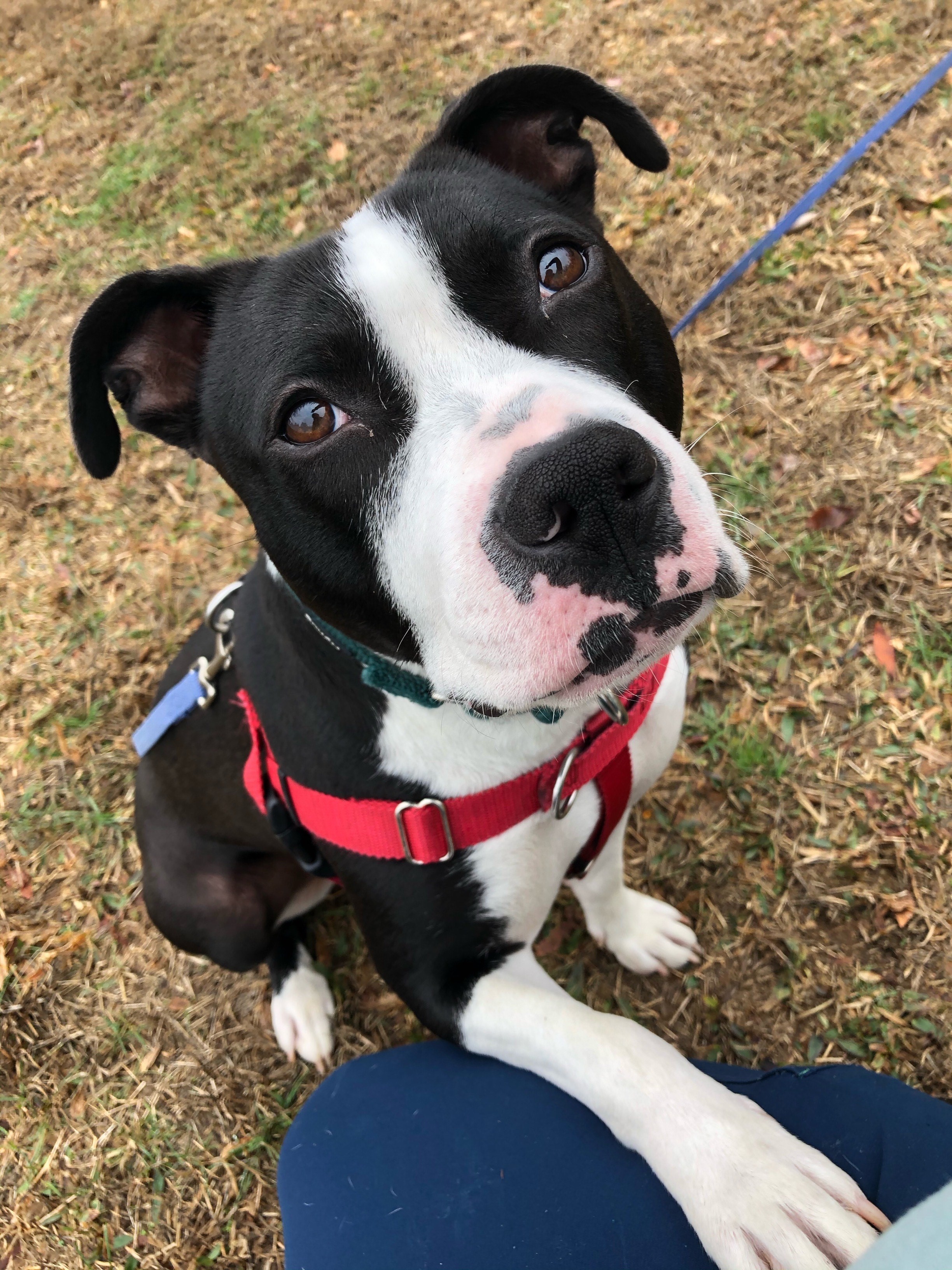 Missy, a Adoptable Pit Bull Terrier in Manchester, CT image 4/10