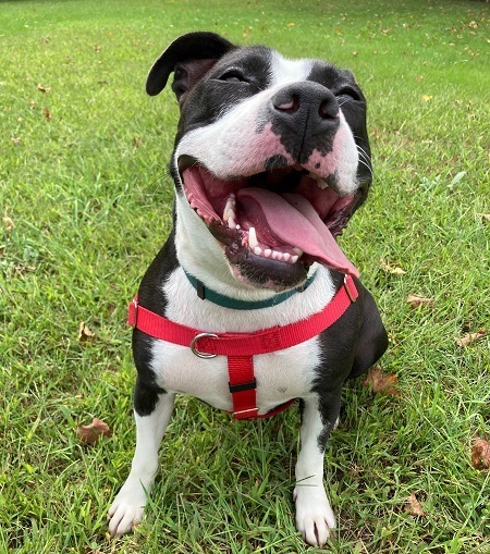 Missy, a Adoptable Pit Bull Terrier in Manchester, CT image 5/10