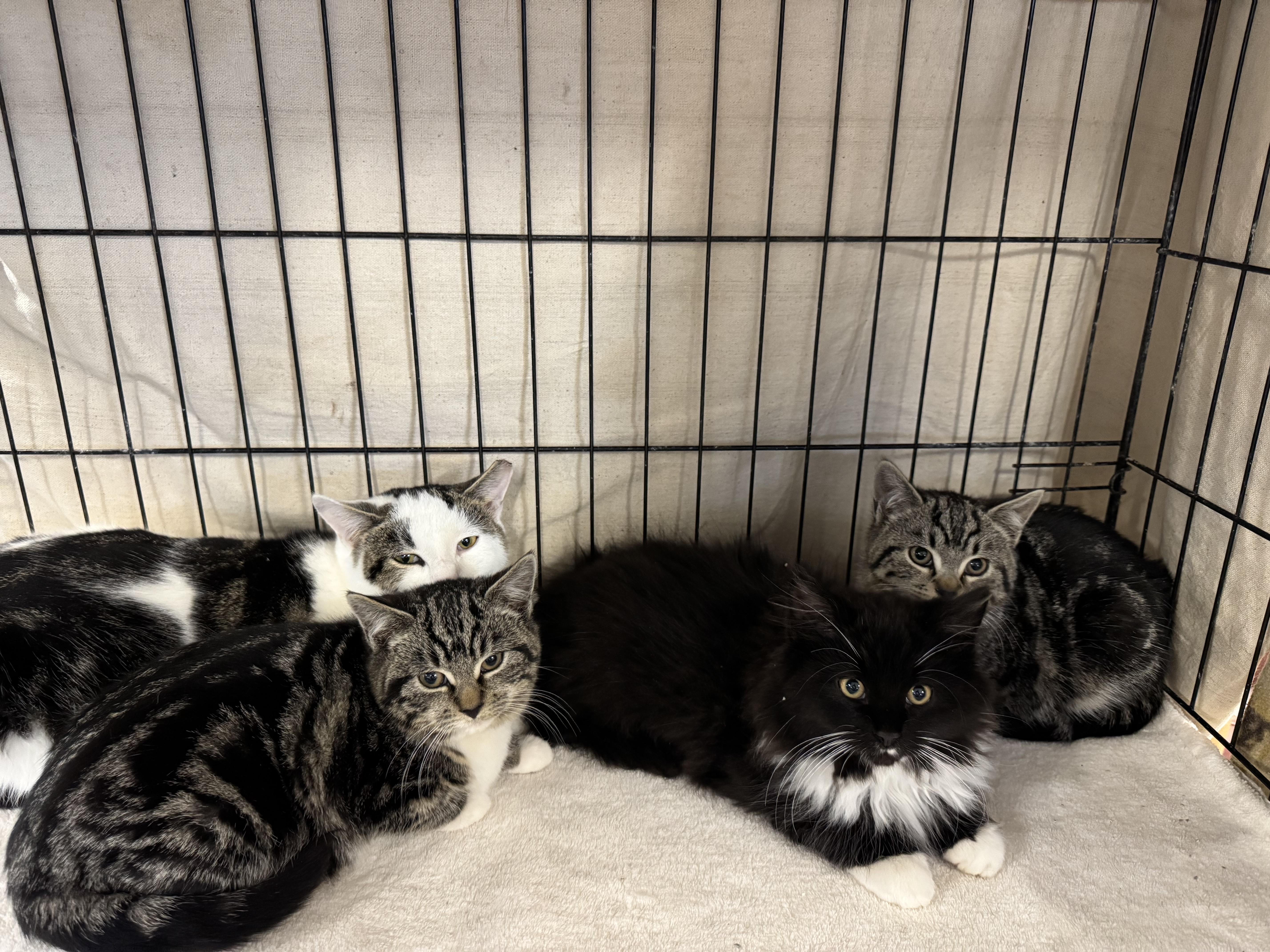 GLADYS, Adoptable, Kitten Female Tabby & Domestic Short Hair.