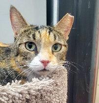 LAYLA, adoptable, Adult Female Calico & Tabby.