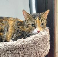 Enlarge LAYLA, an adoptable mixed breed in Henderson, NV image 2/2