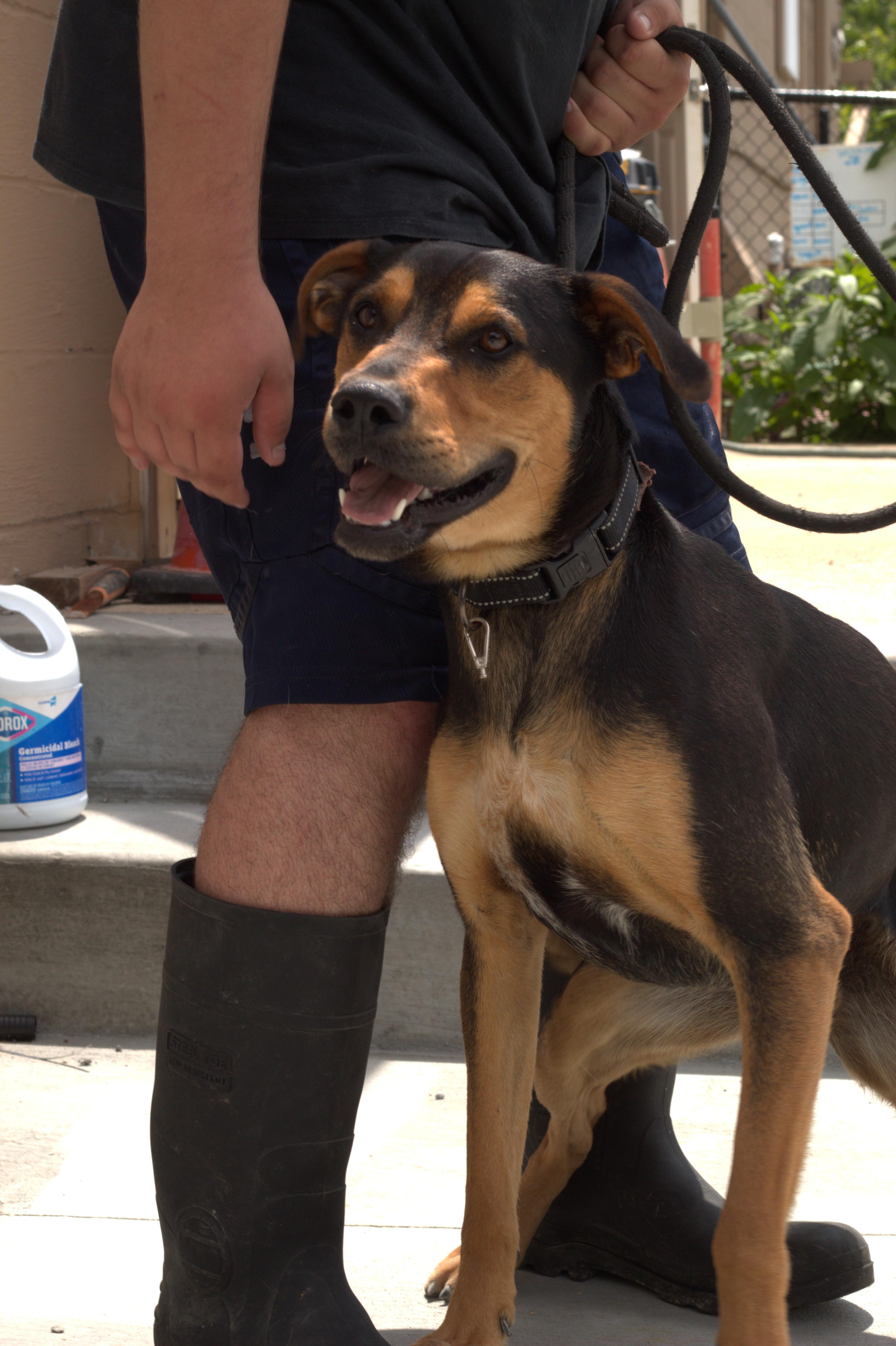 Taquito, Adoptable, Adult Male Hound.