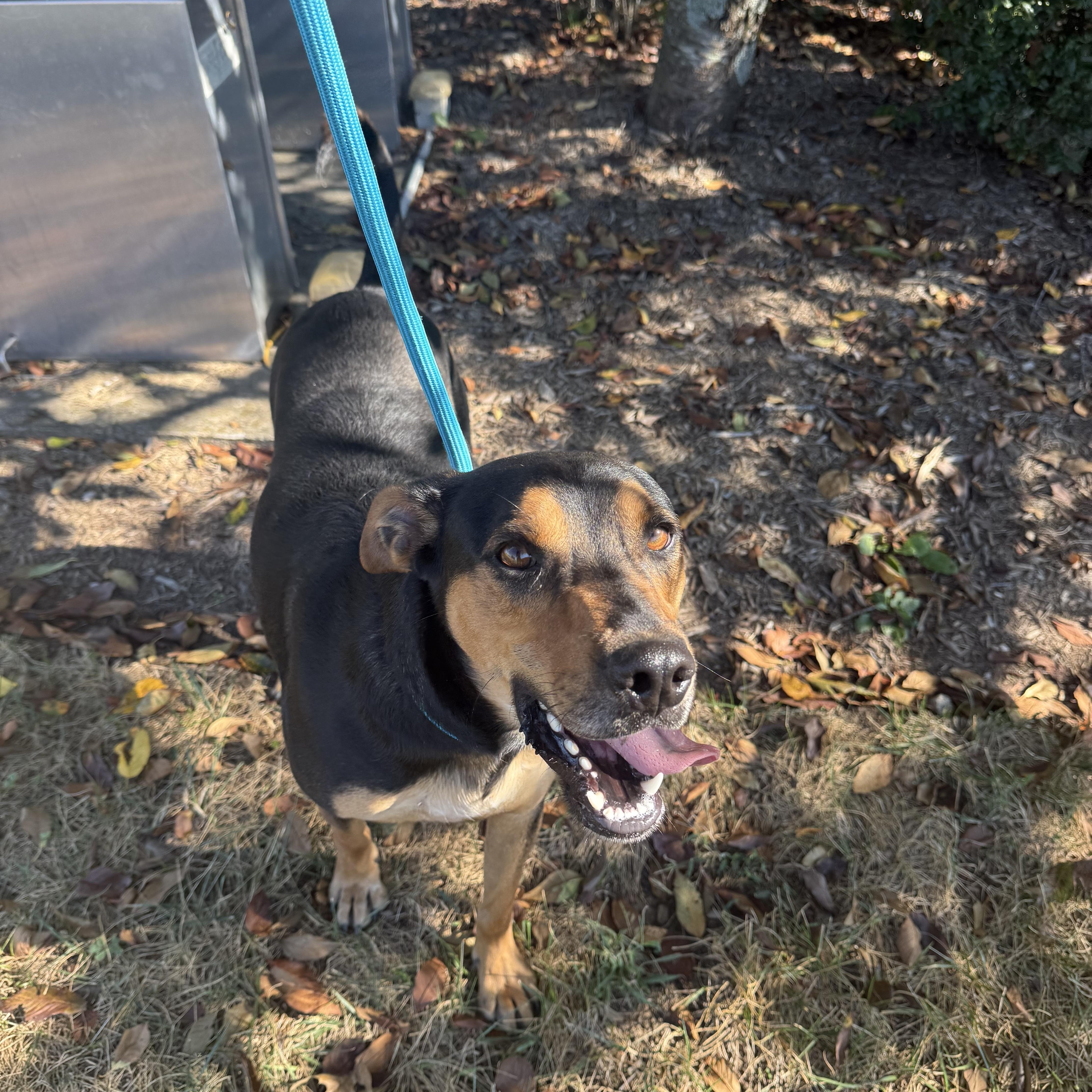 Taquito, Adoptable, Young Male Hound.