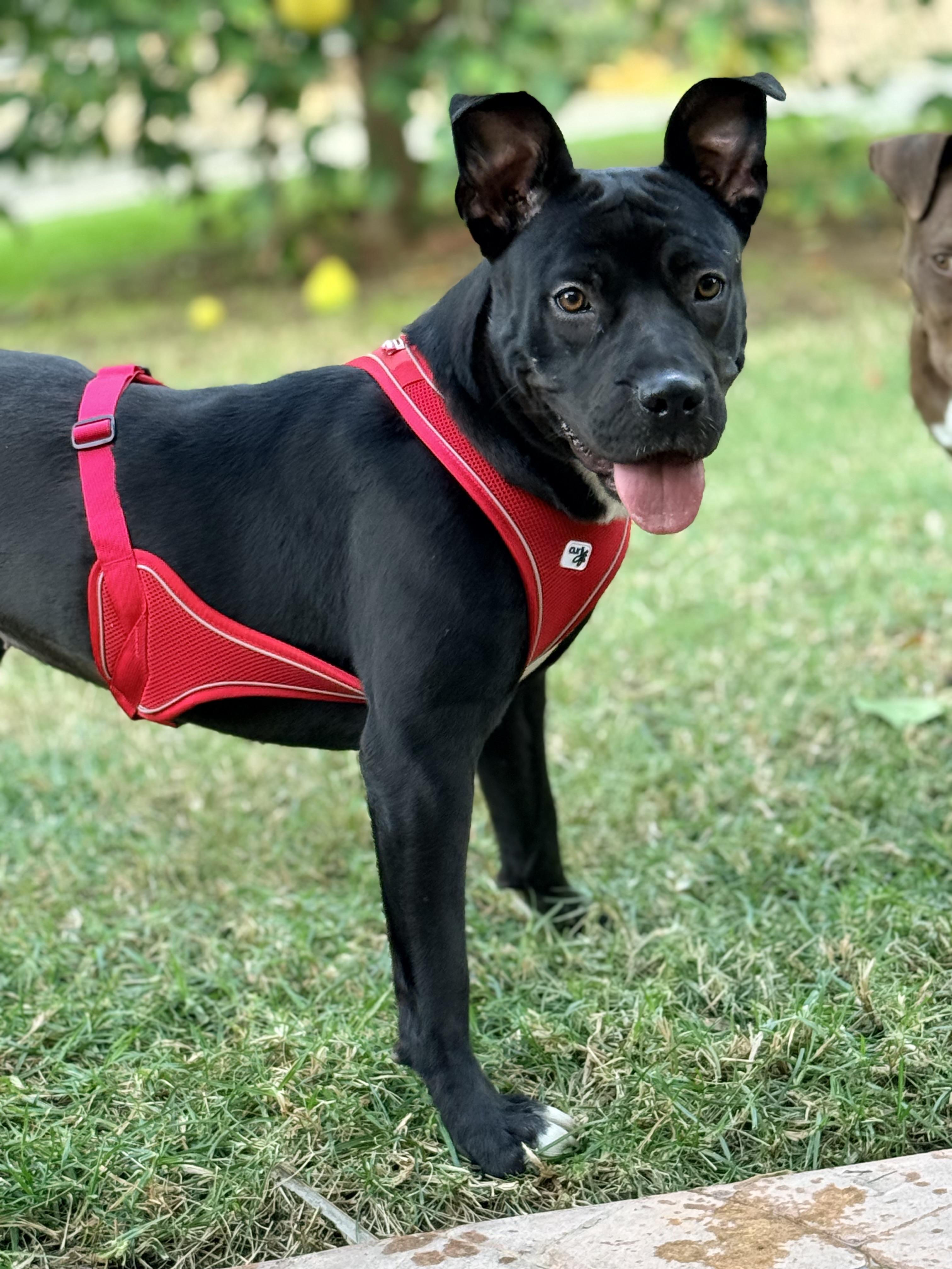 Enlarge Jinx, an adopted Pit Bull Terrier in Canyon Country , CA image 4/6