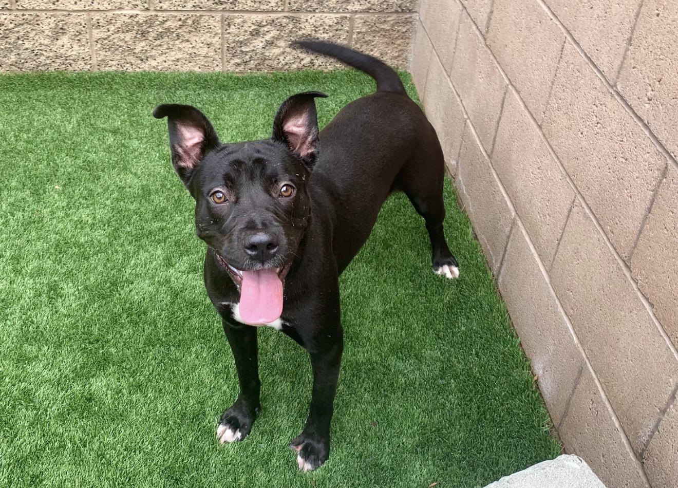 Enlarge Jinx, an adopted Pit Bull Terrier in Canyon Country , CA image 1/6