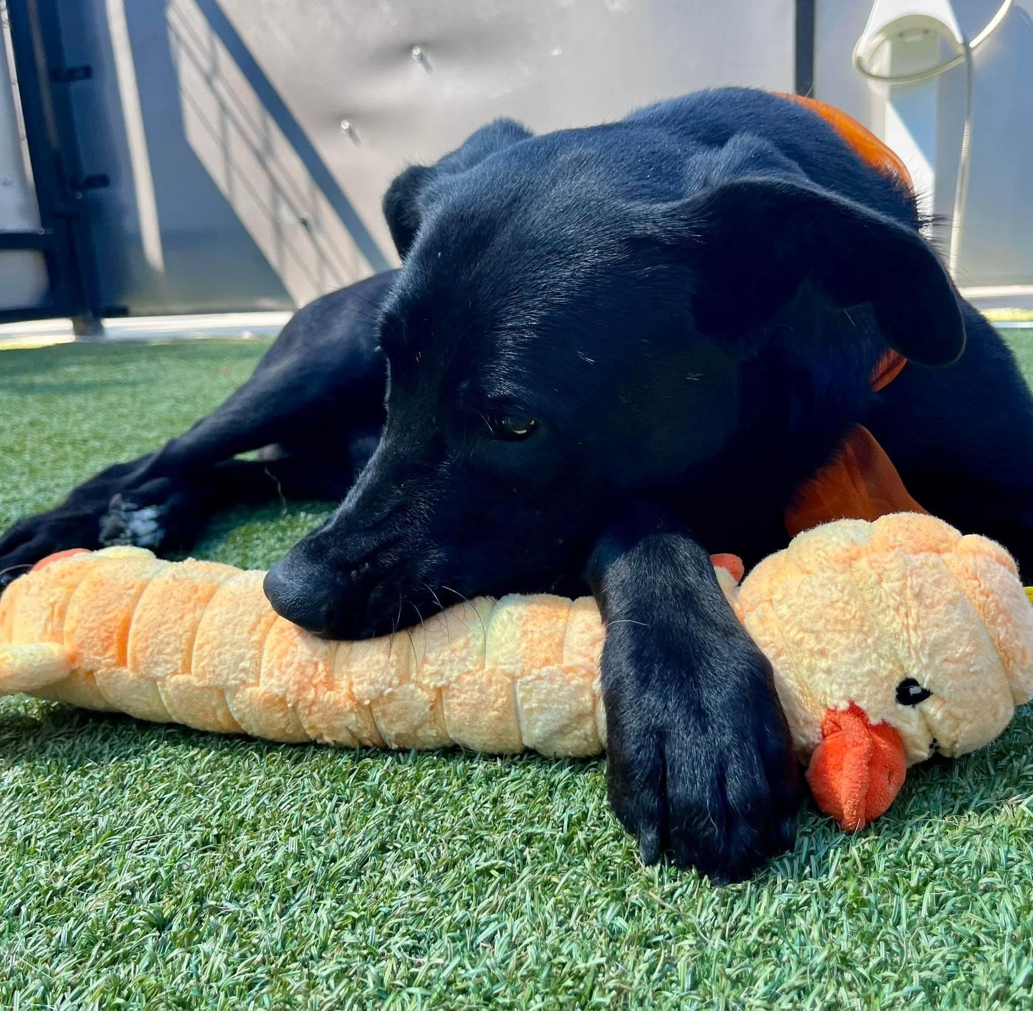 Enlarge Pips, a Adoptable Black Labrador Retriever in Ione, CA image 3/6