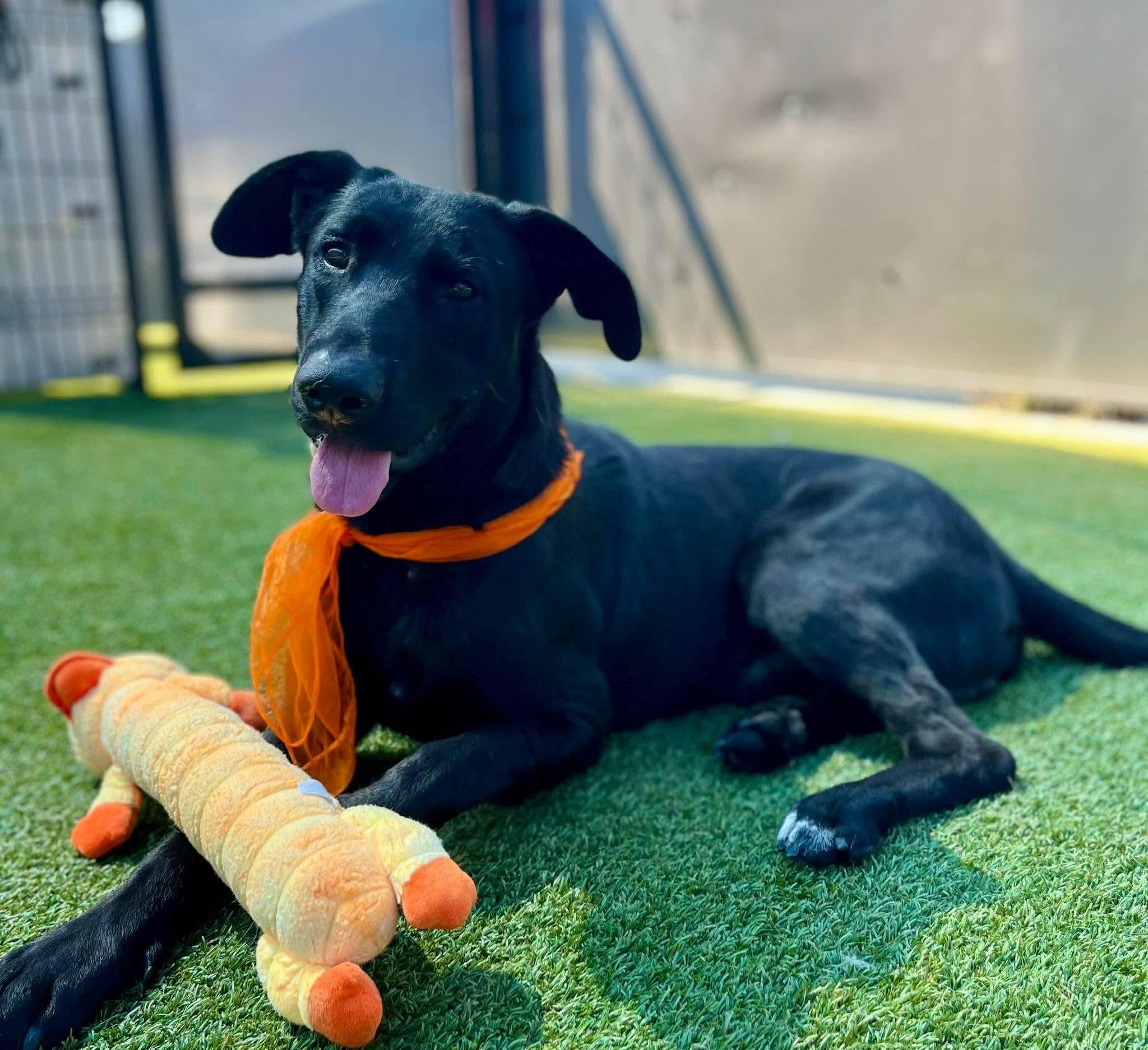 Pips, Adoptable, Puppy Male Black Labrador Retriever.