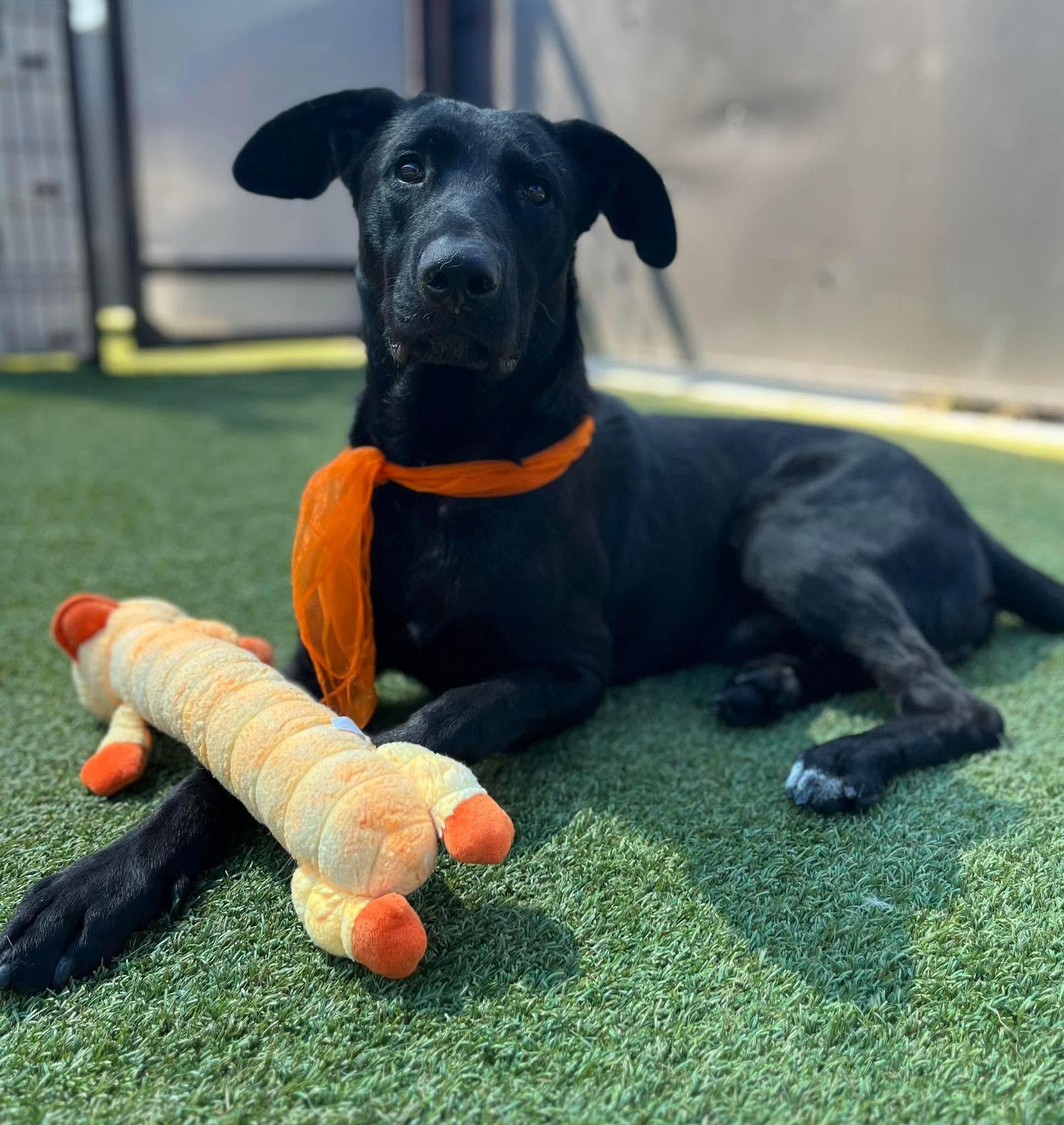 Enlarge Pips, a Adoptable Black Labrador Retriever in Ione, CA image 6/6