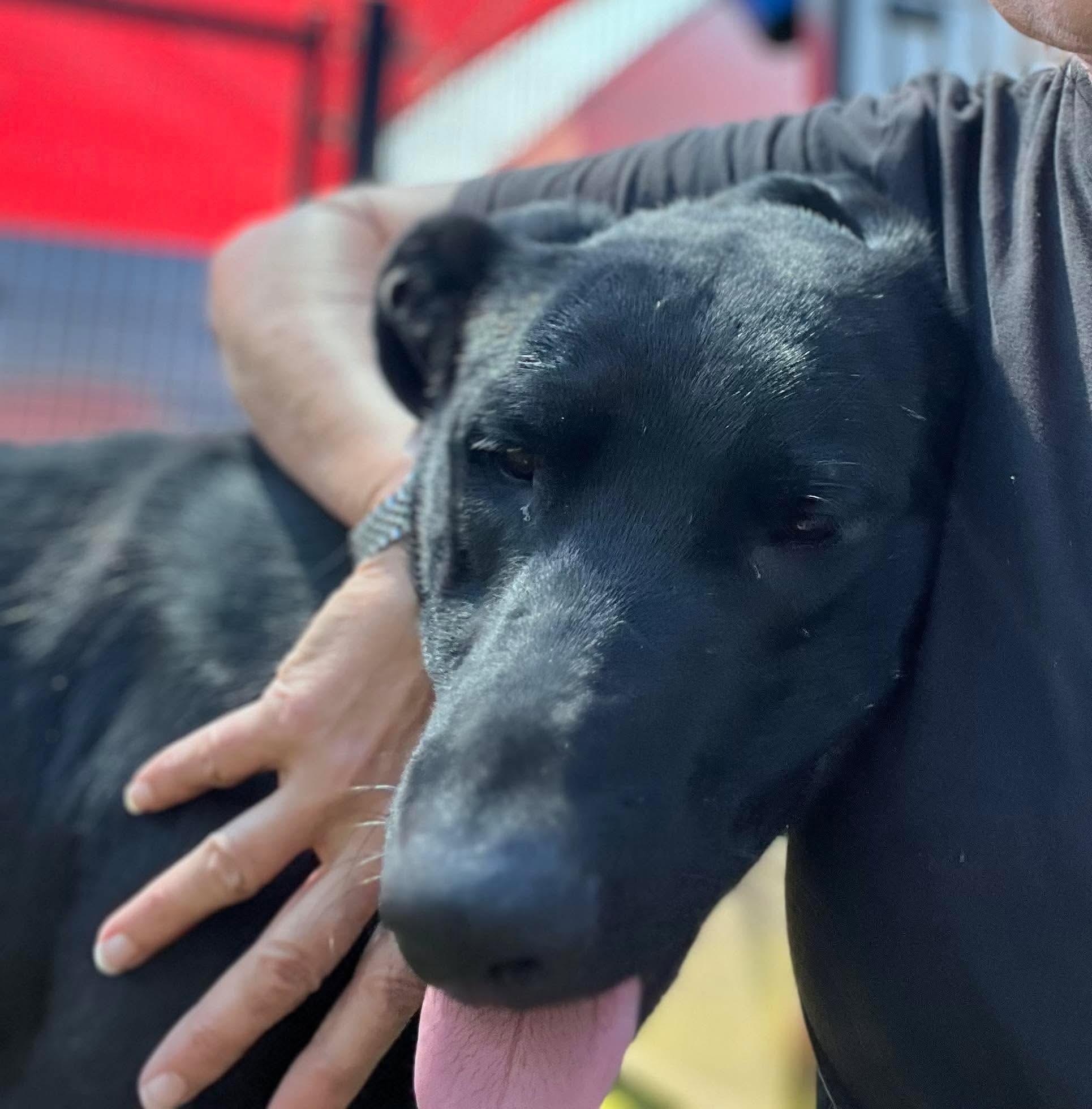 Enlarge Pips, a Adoptable Black Labrador Retriever in Ione, CA image 2/6