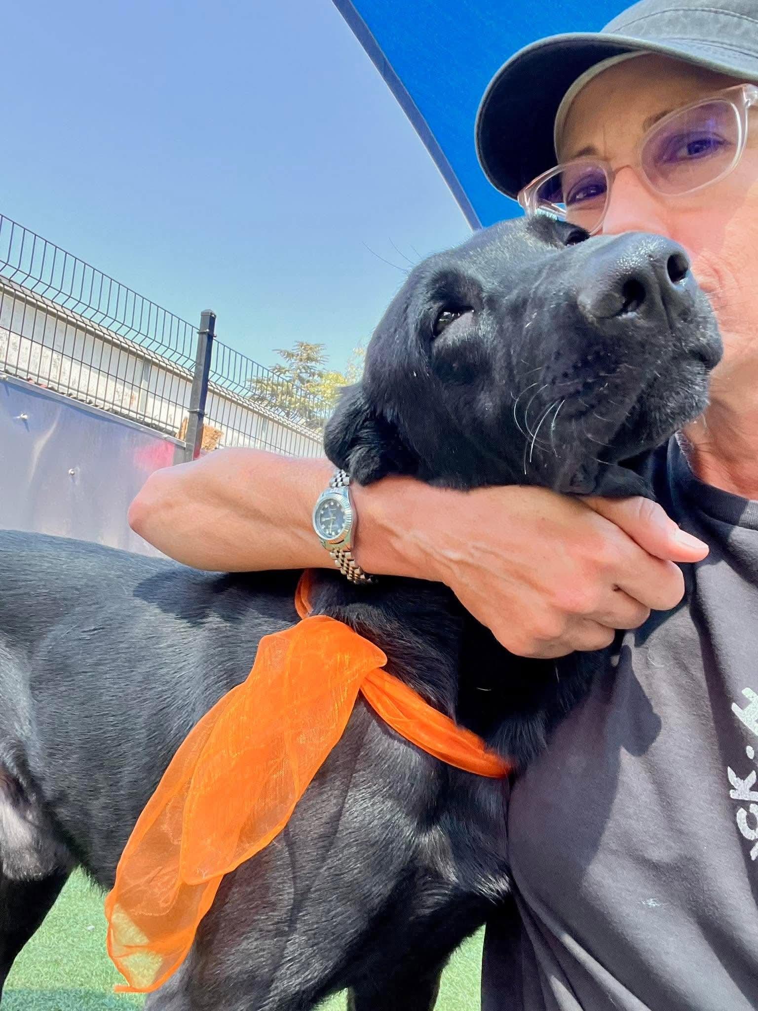 Enlarge Pips, a Adoptable Black Labrador Retriever in Ione, CA image 5/6