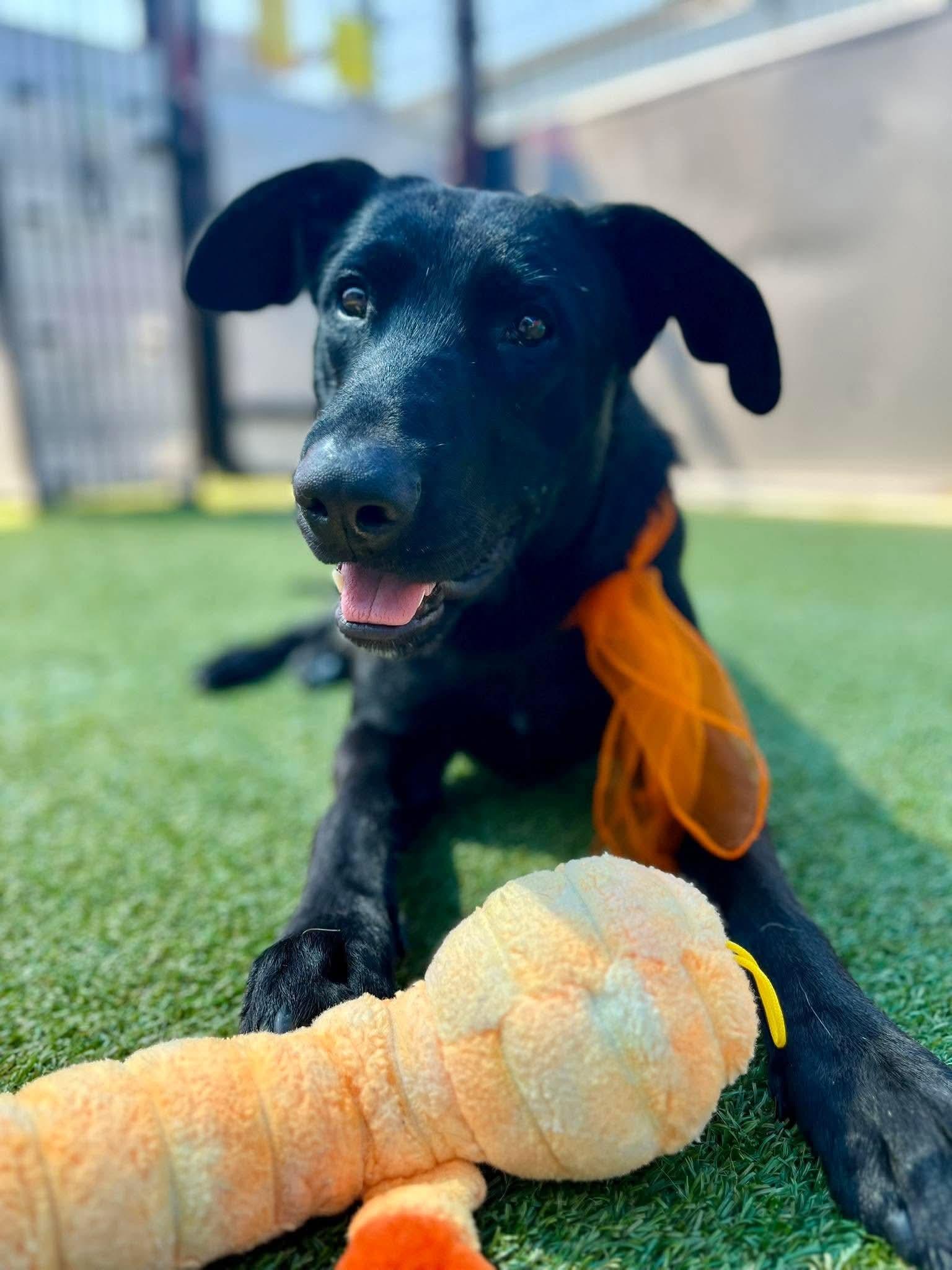 Enlarge Pips, a Adoptable Black Labrador Retriever in Ione, CA image 4/6
