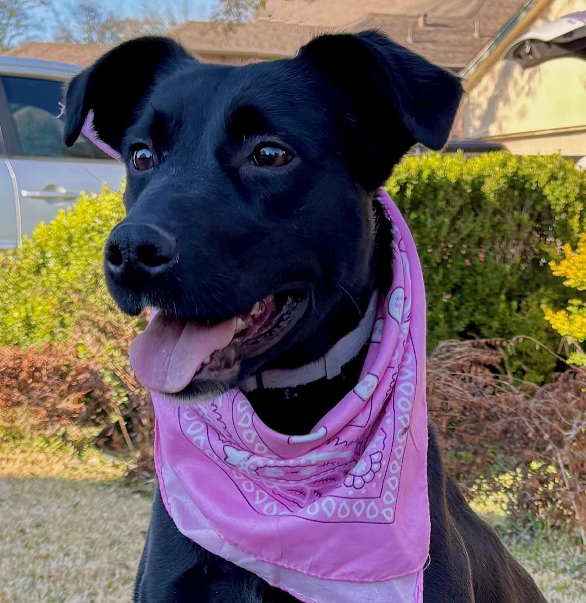 Whippets for Adoption in Emigsville, Pennsylvania | Petfinder