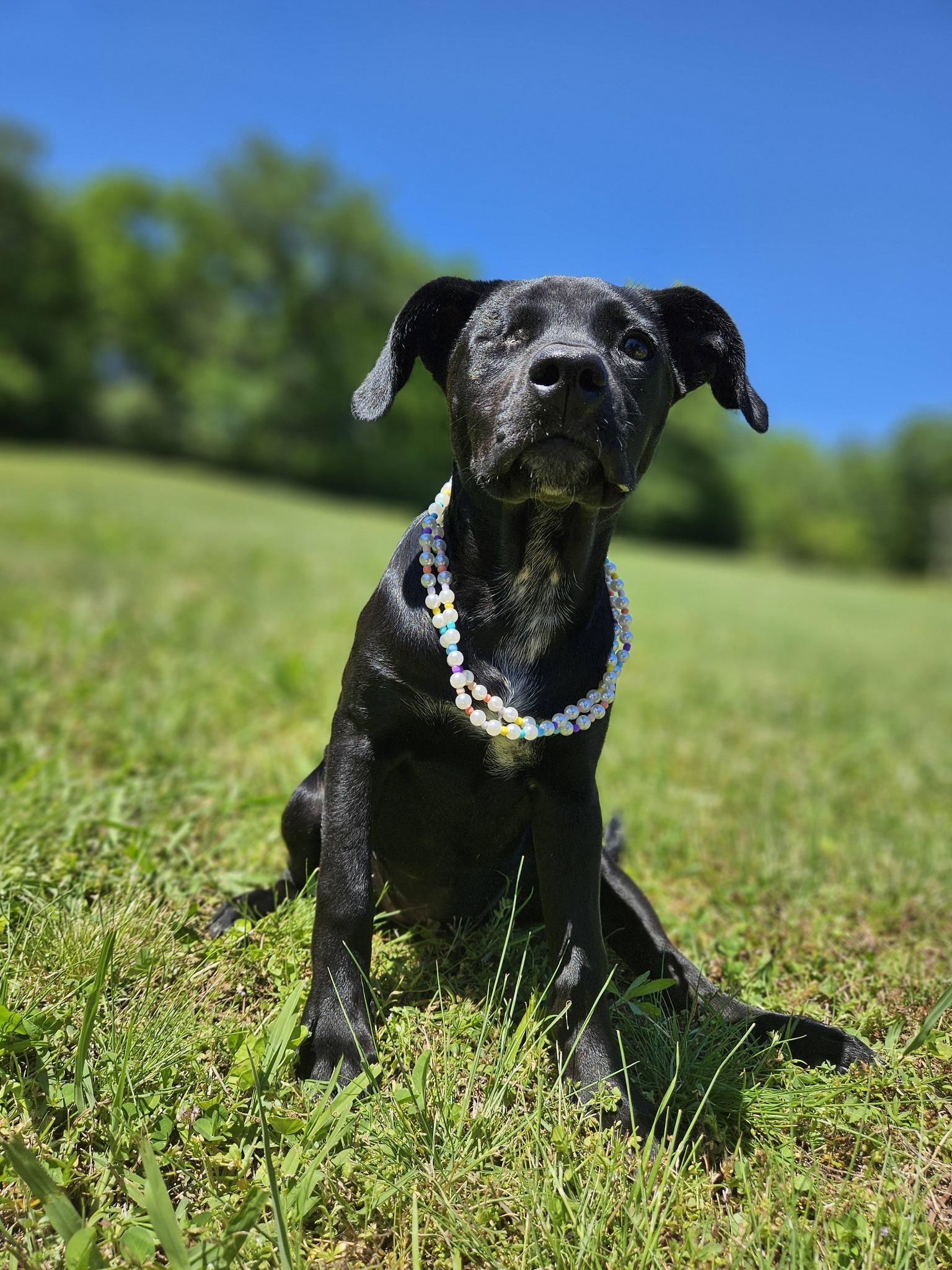 Trinket, a ADOPTABLE mixed breed in Broken Arrow, OK image 2/4