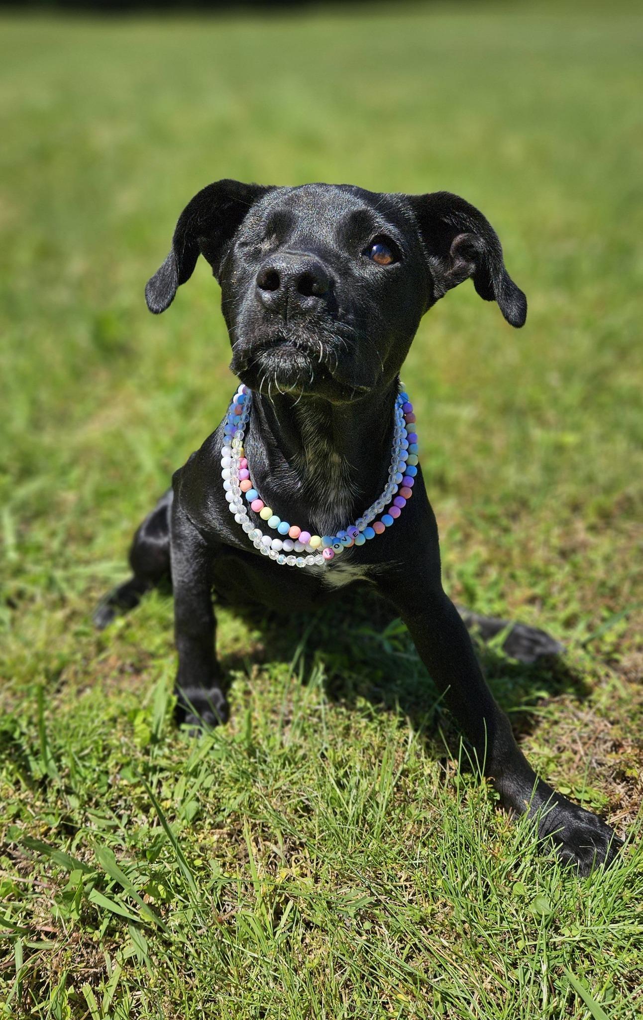Trinket, a ADOPTABLE mixed breed in Broken Arrow, OK image 3/4