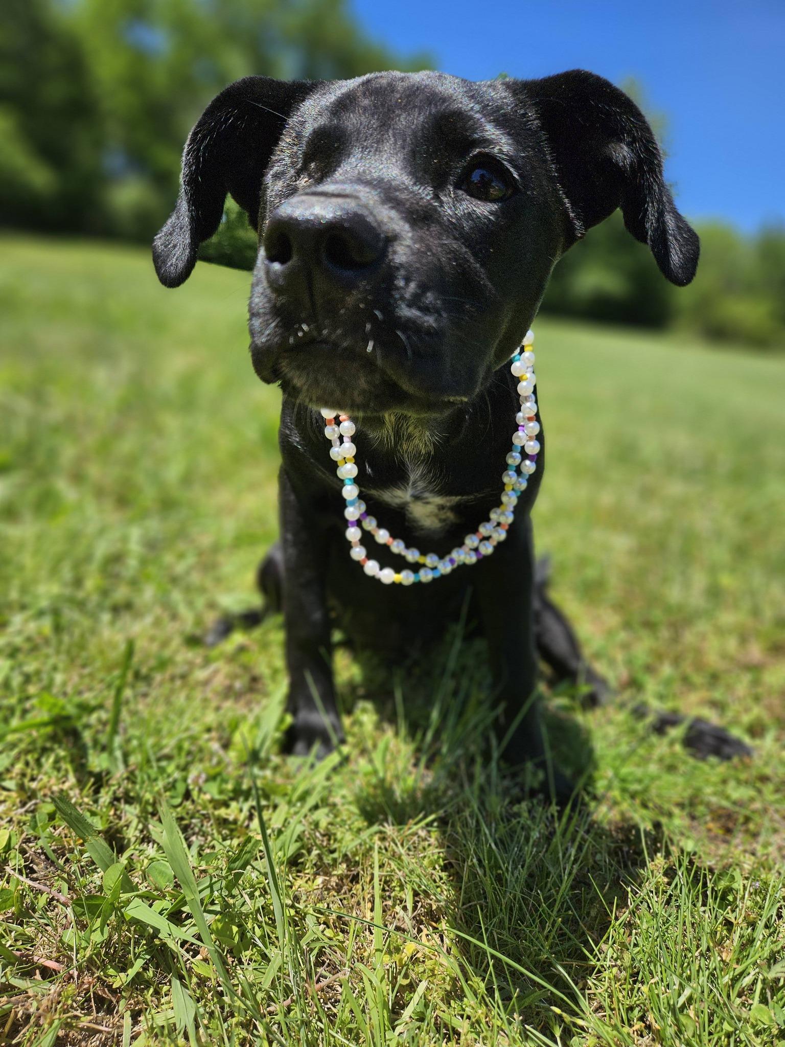 Trinket, a ADOPTABLE mixed breed in Broken Arrow, OK image 4/4