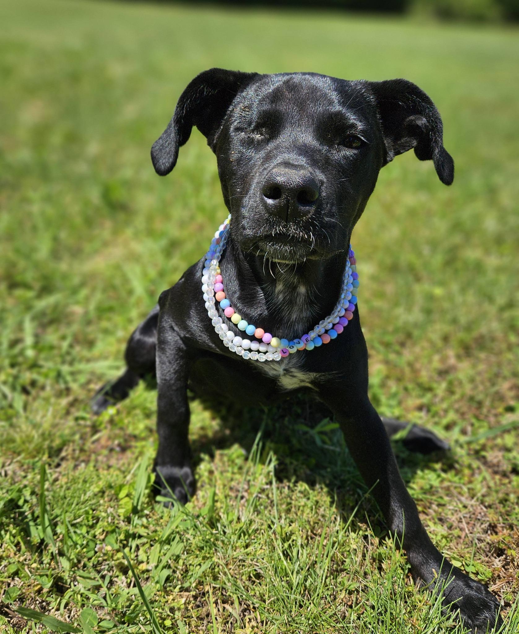 Trinket, ADOPTABLE, Puppy Female Pit Bull Terrier.