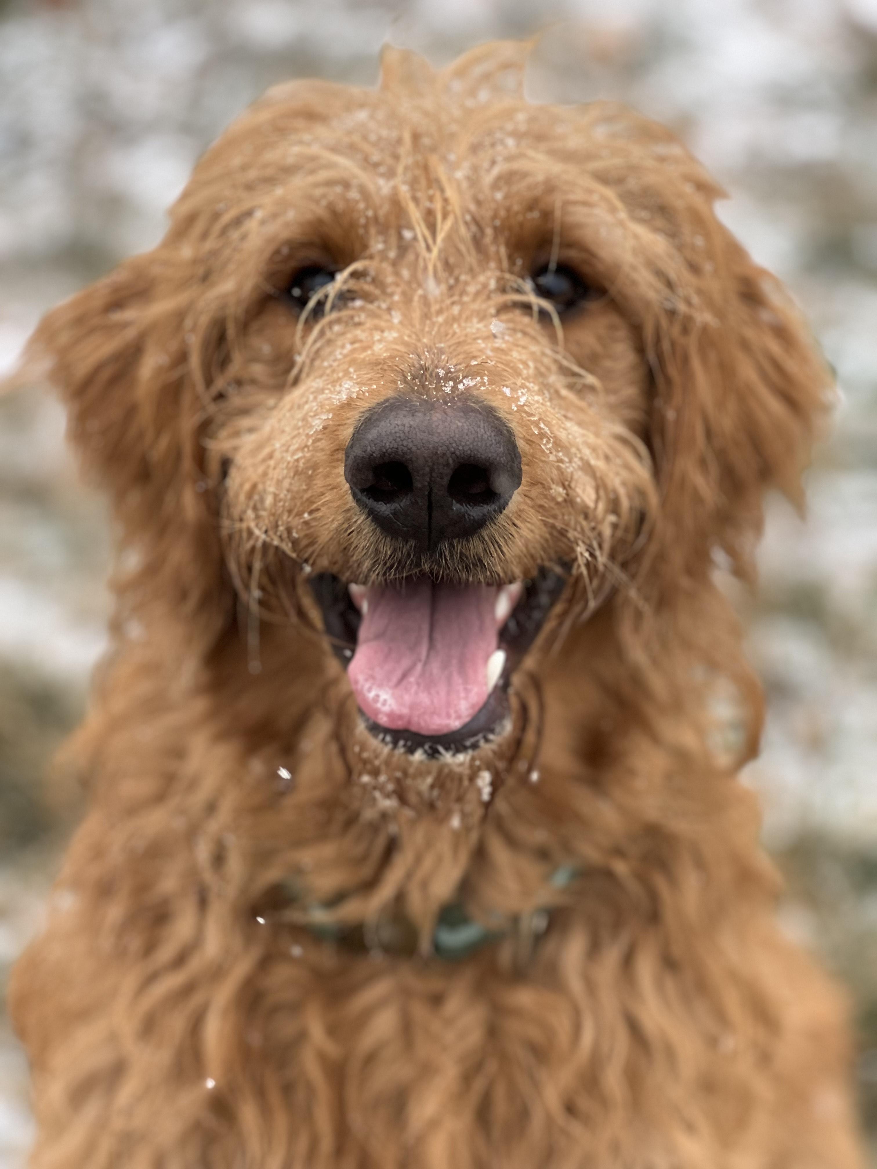 Enlarge Coco, a ADOPTABLE mixed breed in Hollis, NH image 3/3