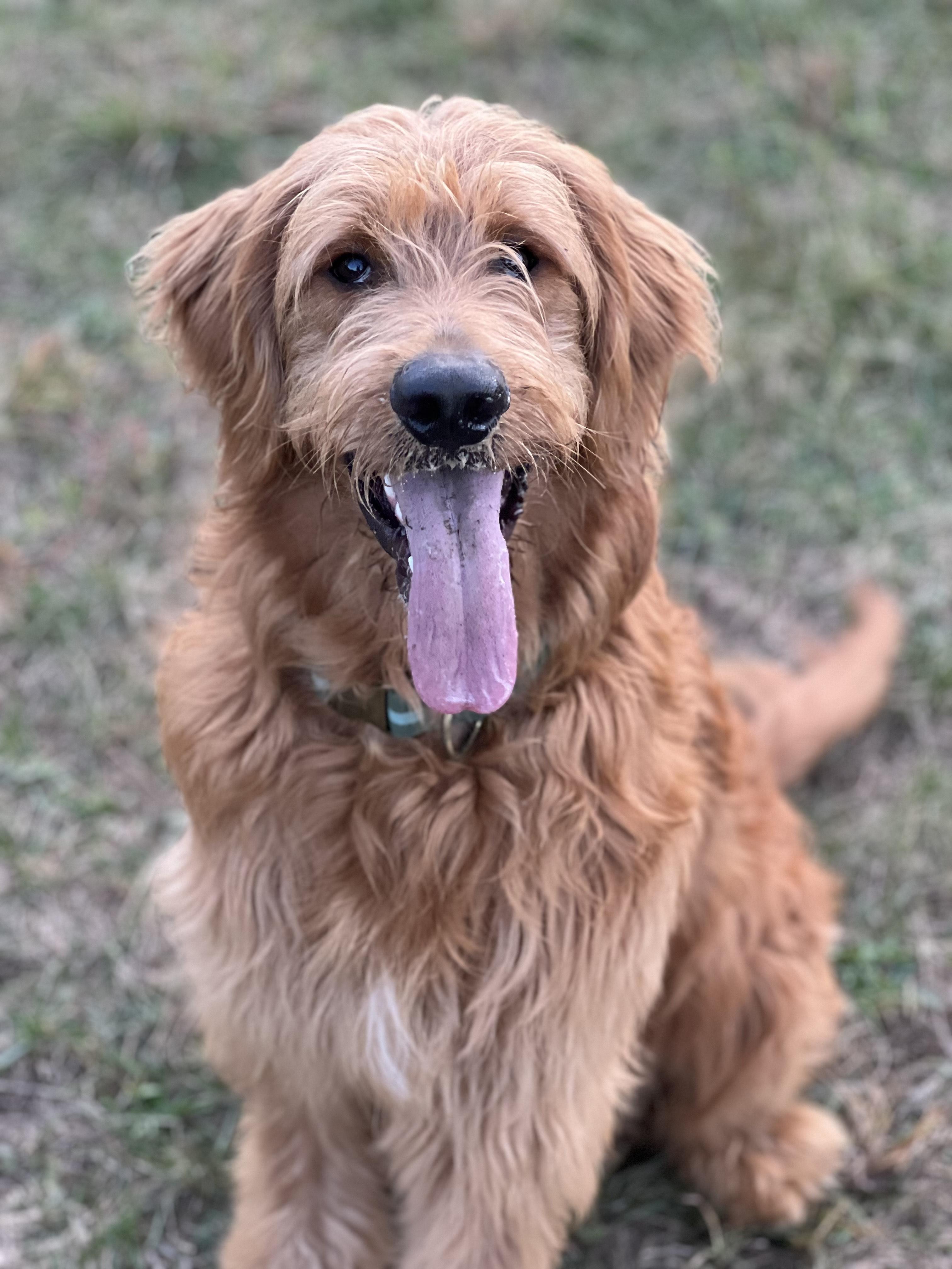 Enlarge Coco, a ADOPTABLE mixed breed in Hollis, NH image 2/3