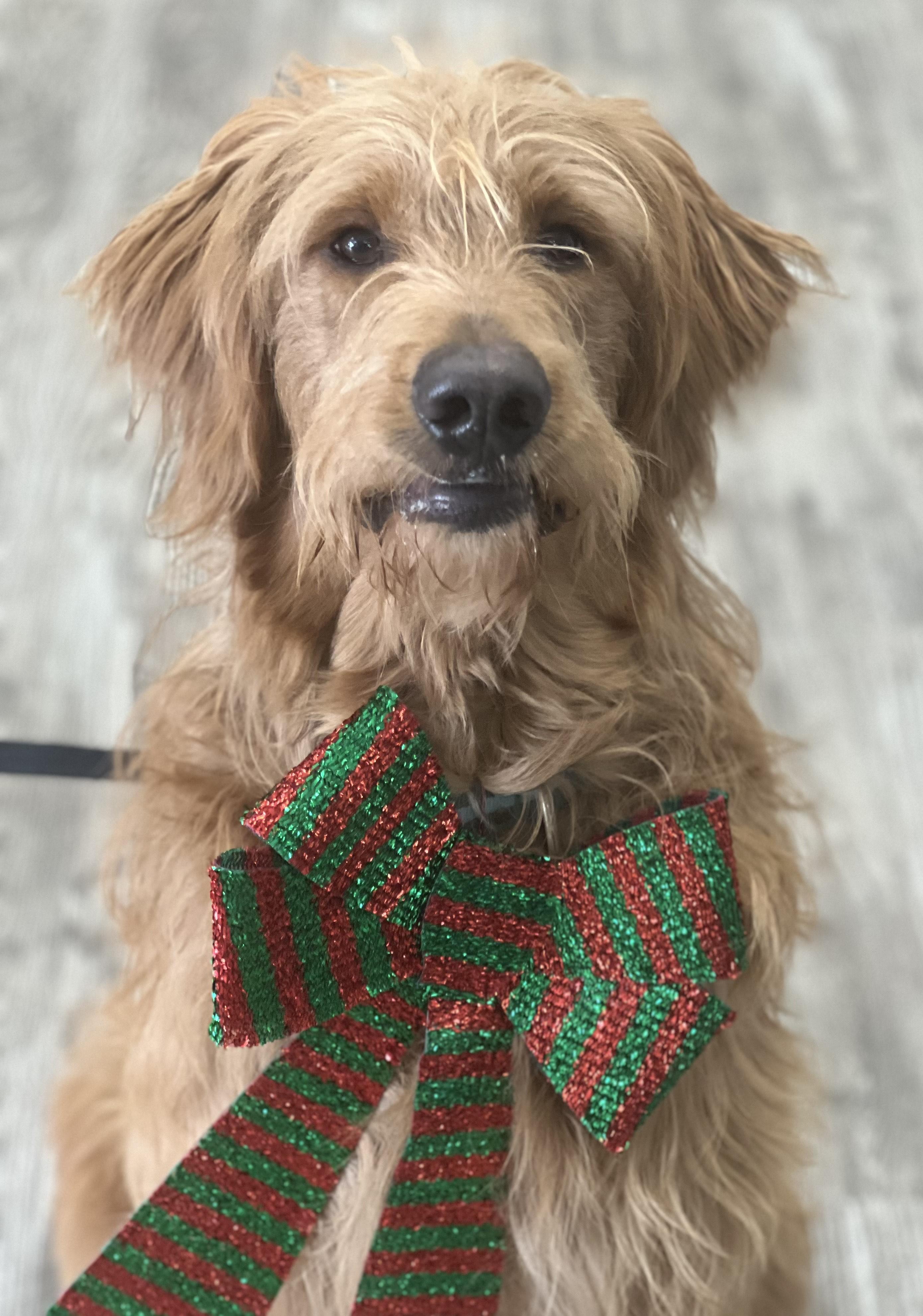 Enlarge Coco, a ADOPTABLE mixed breed in Hollis, NH image 1/3