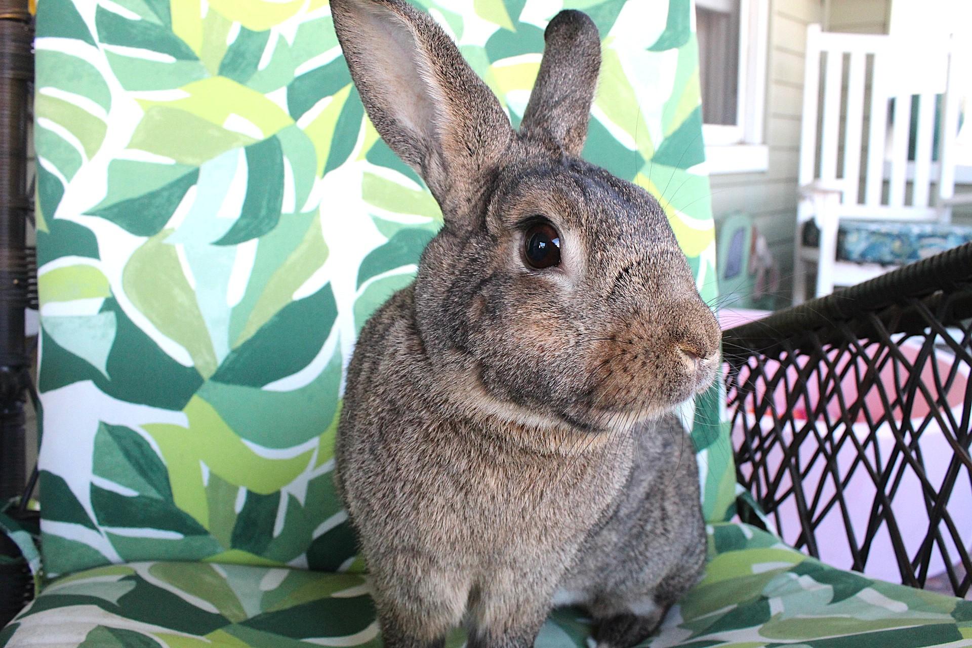 Russell, a Adoptable American in Hillside, NJ image 1/3