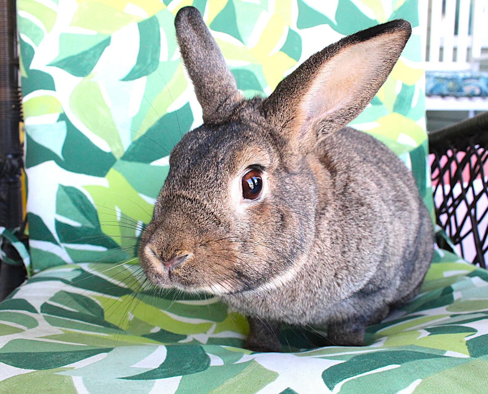 Russell, a Adoptable American in Hillside, NJ image 3/3